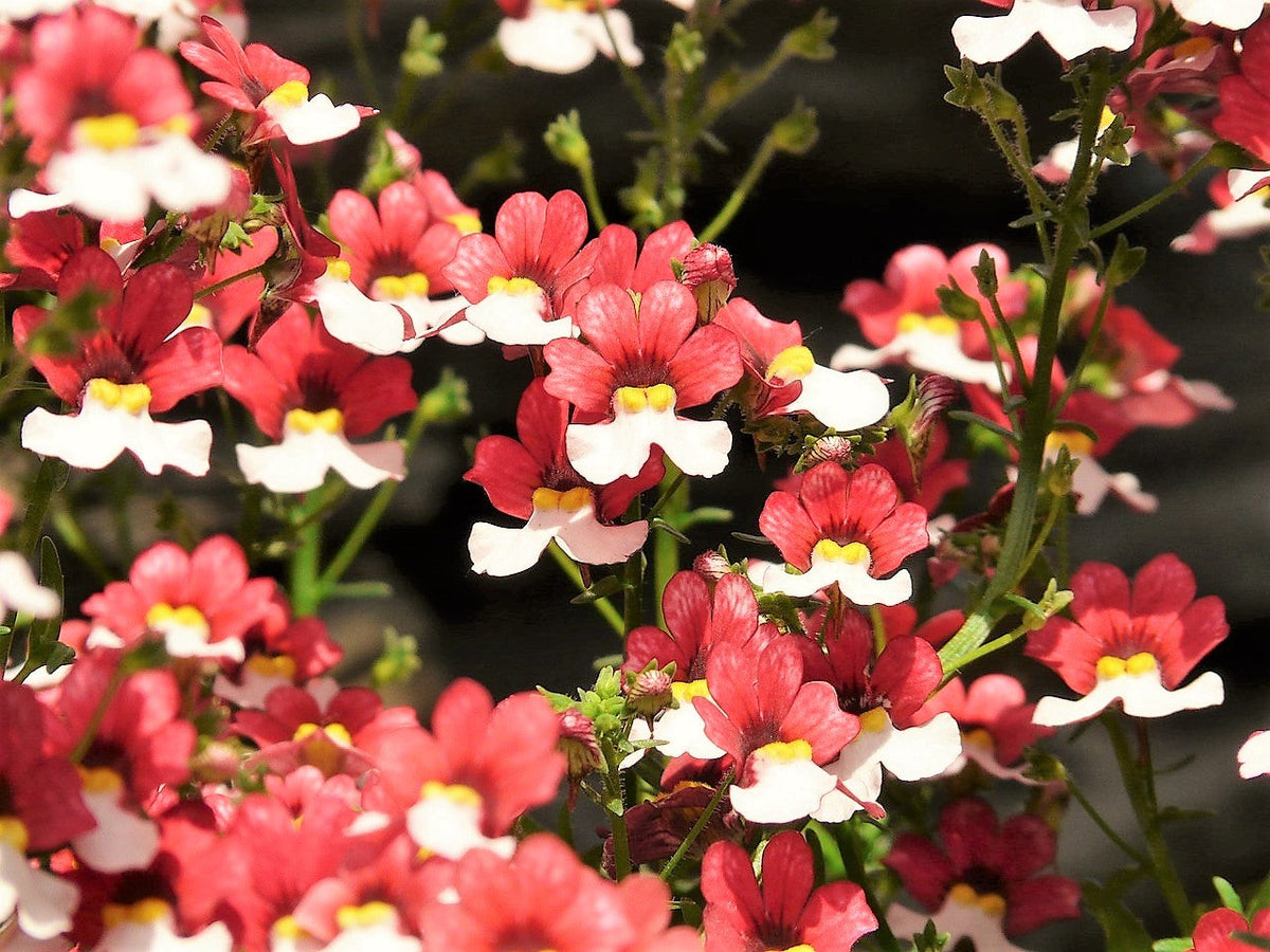 50 RED & WHITE NEMESIA Strumosa Danish Flag Fragrant Bicolor Flower Seeds