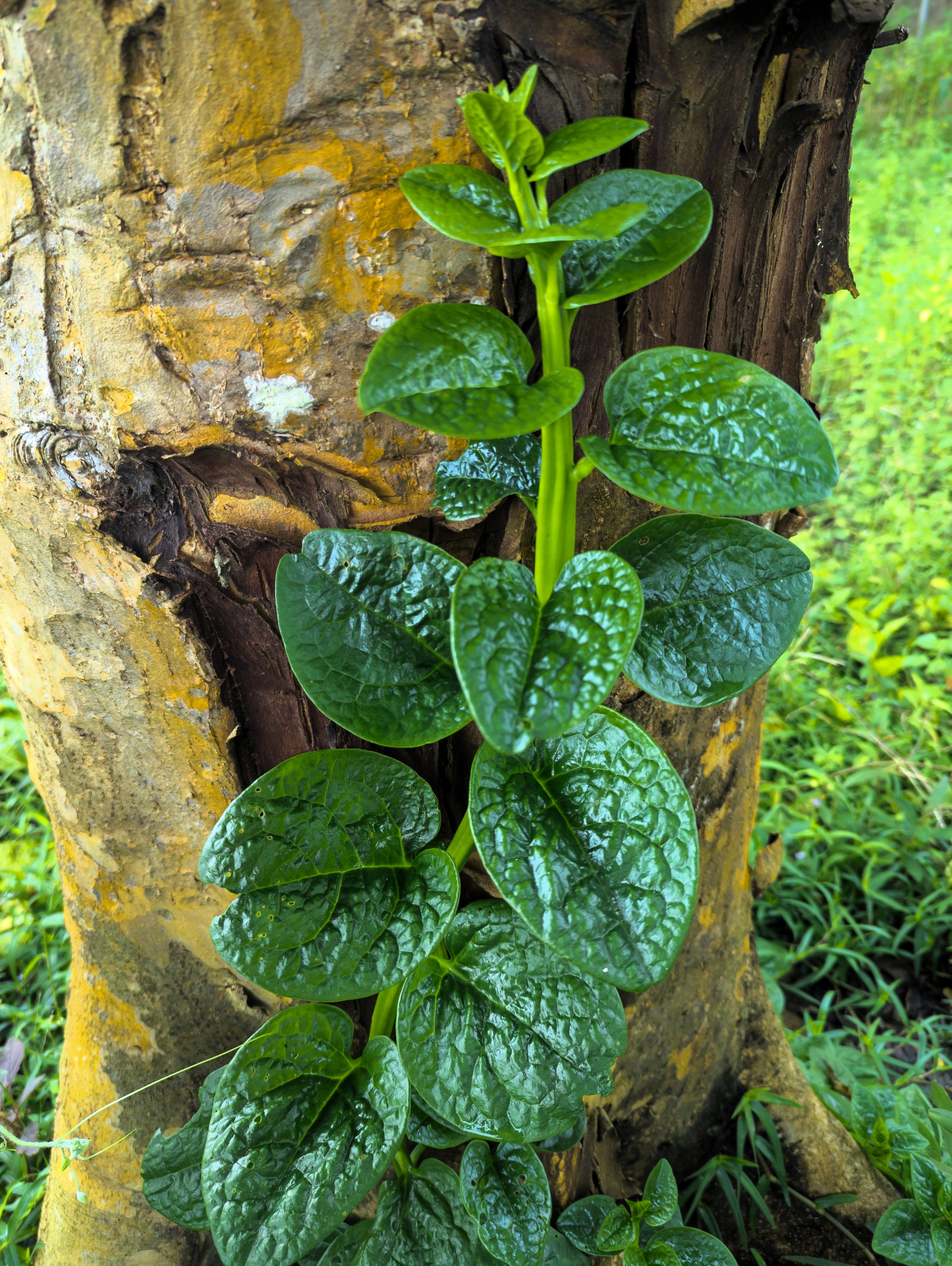 Trendceylon 50 GREEN VINES SUPREME MALABAR SPINACH Ceylon Basella Alba Vegetable S ...