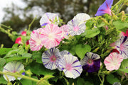 40 CARNEVALE di VENEZIA MORNING GLORY Pink & Purple with White Stripes Ipomoea Purpurea Flower Vine Seeds