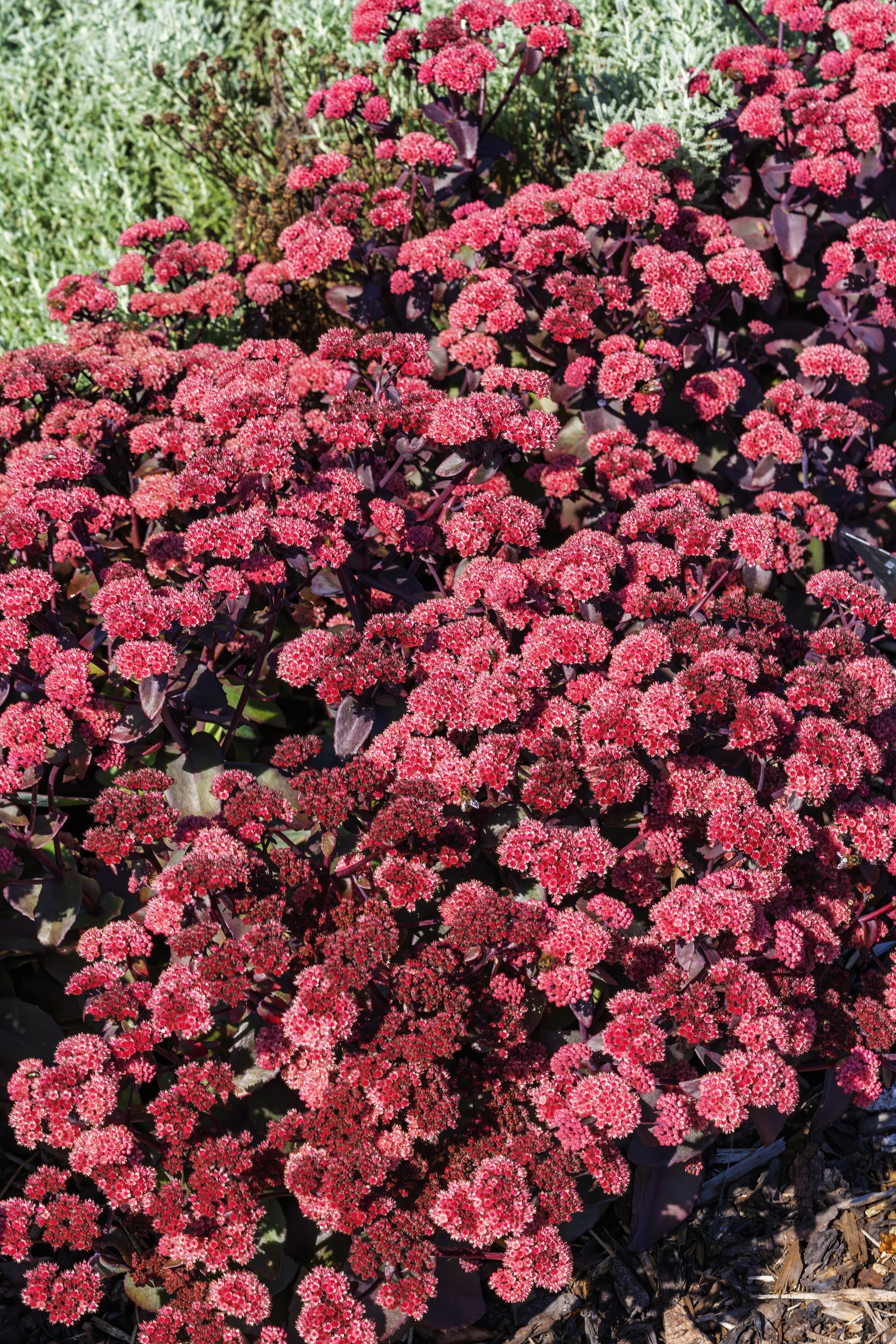 150 MIXED SEDUM Stonecrop Succulent Groundcover Red White Yellow Pink Purple Flower Seeds