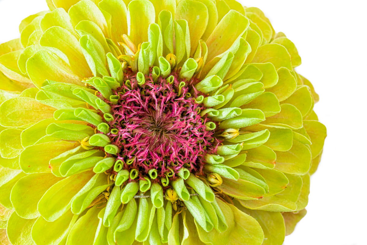 20 Organic QUEENY LIME MIX ZINNIA Elegans Mixed Colors Red Orange Yellow Pink Green Queen Flower Seeds