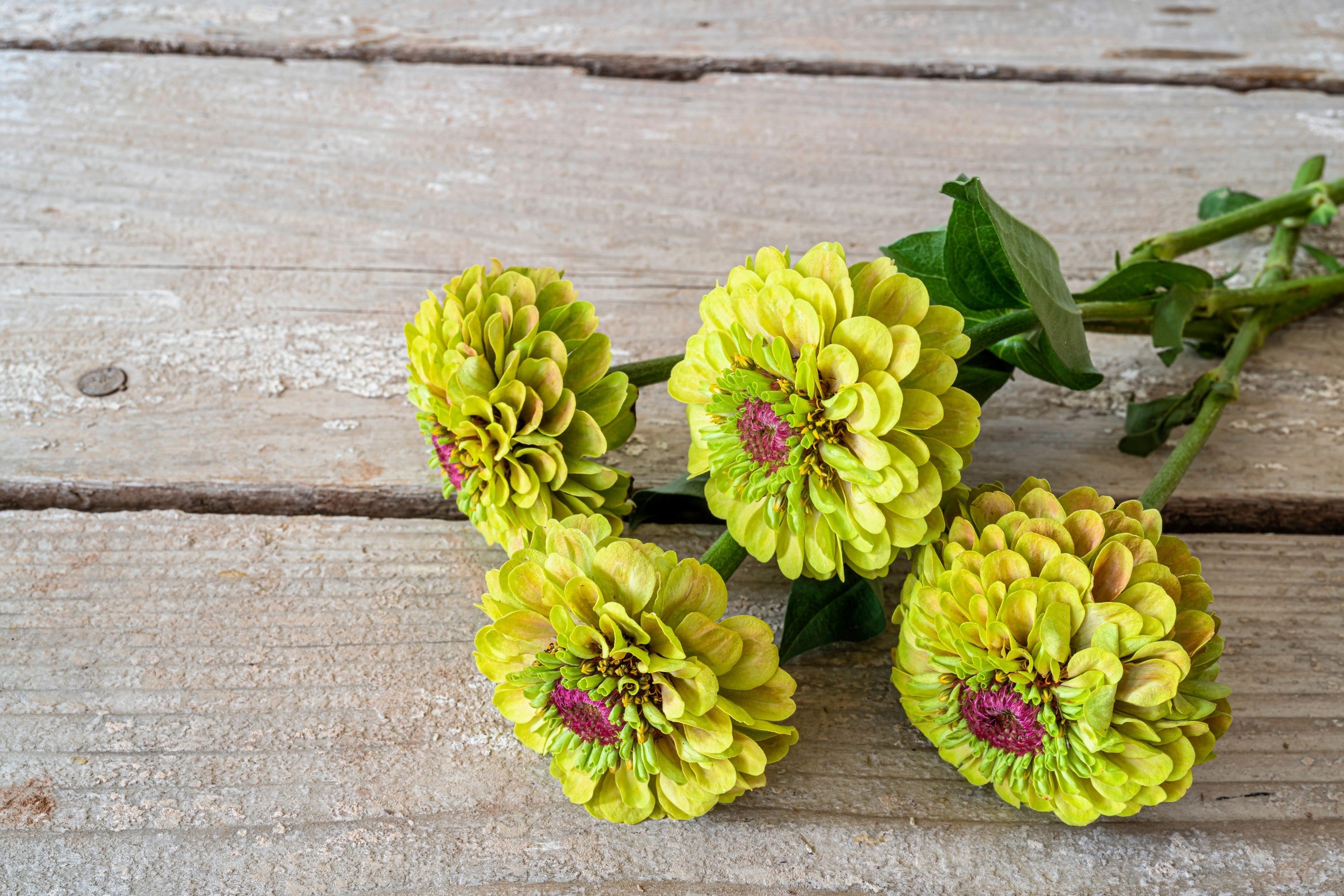 20 Organic QUEENY LIME MIX ZINNIA Elegans Mixed Colors Red Orange Yellow Pink Green Queen Flower Seeds