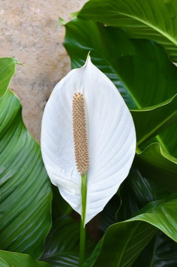 10 PEACE LILY Spathiphyllum Wallisii Houseplant White Sails / Spathe Flower Seeds