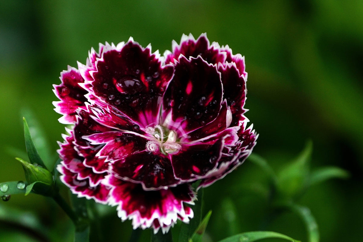 50 VELVET N LACE DIANTHUS Chinensis Black & White Flower Seeds