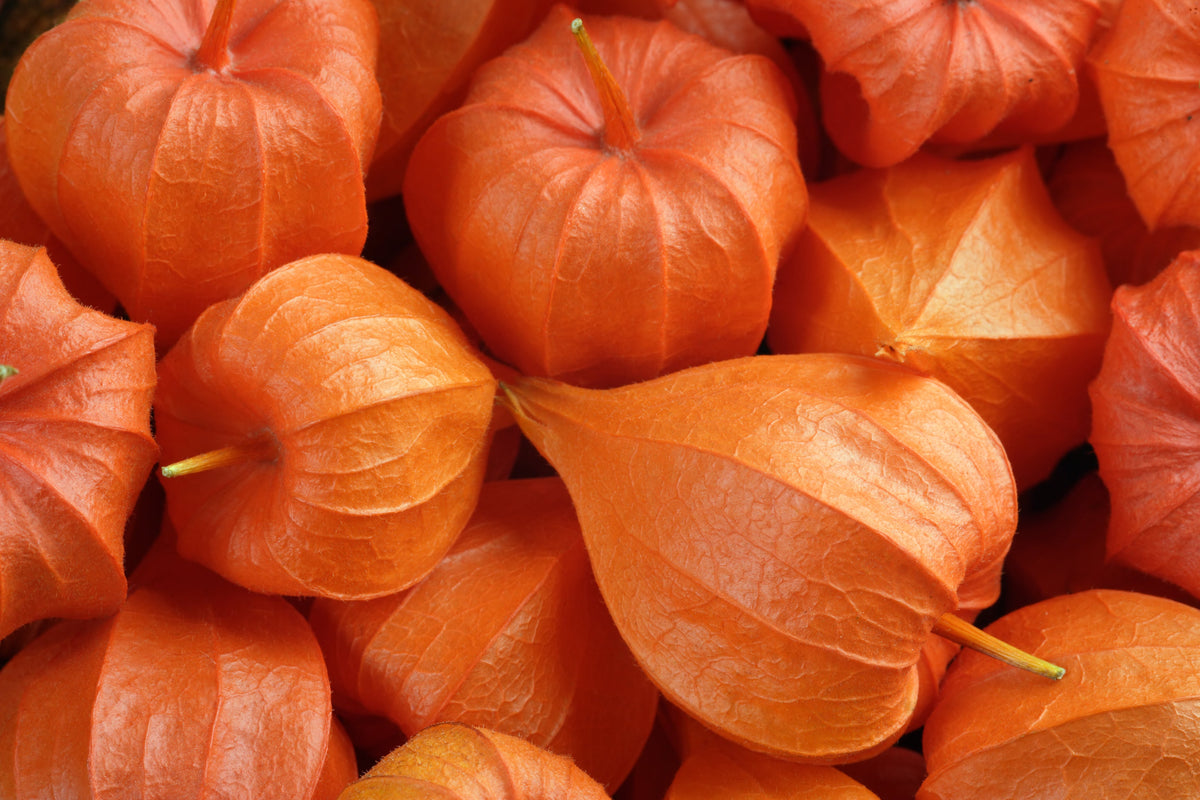 100 CHINESE LANTERN (Winter or Ground Cherry / Japanese Lantern) Physalis Alkekengi Flower Seeds
