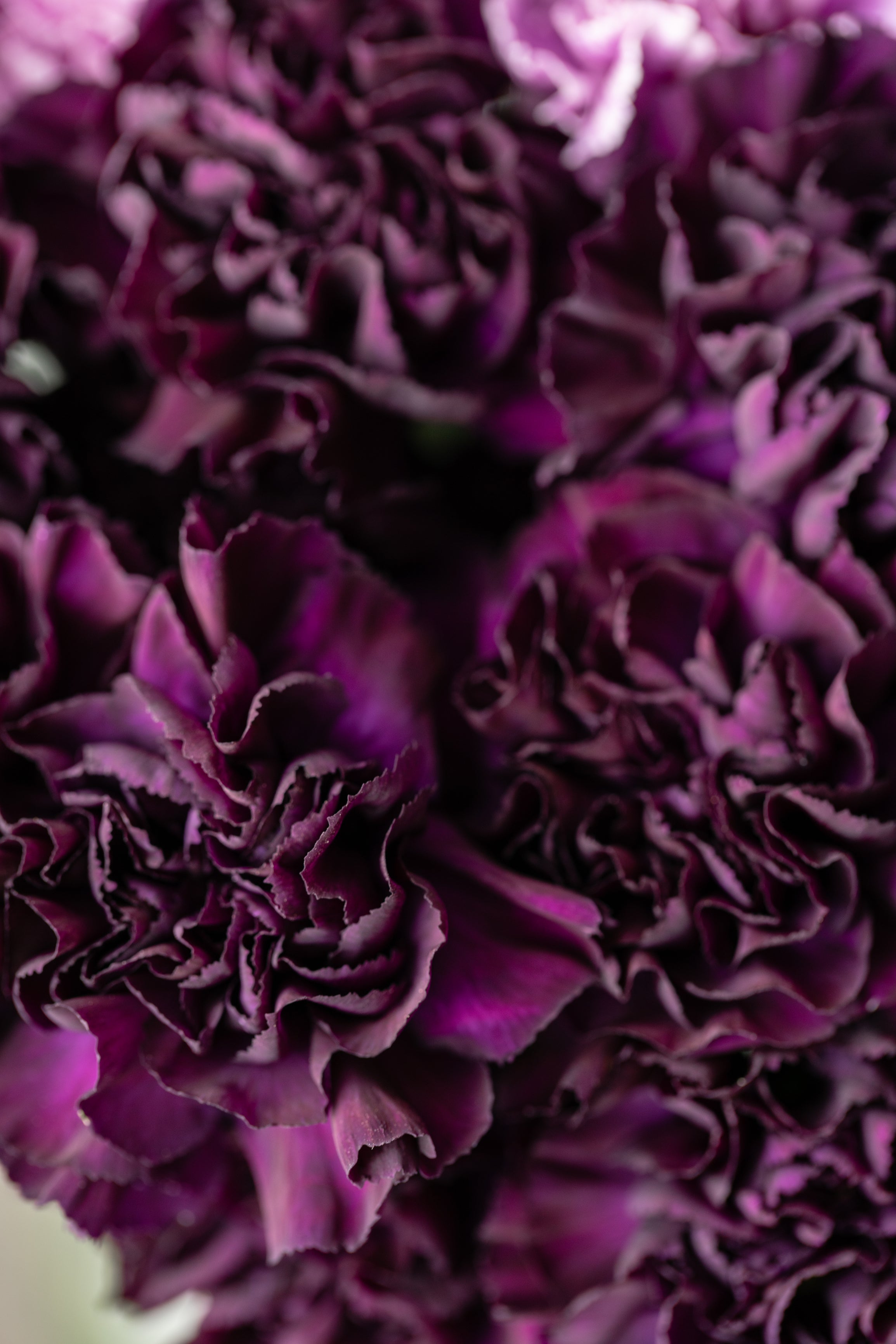50 BLACK CARNATION King of Blacks Dianthus Caryophyllus Grenadin Double Flower Seeds