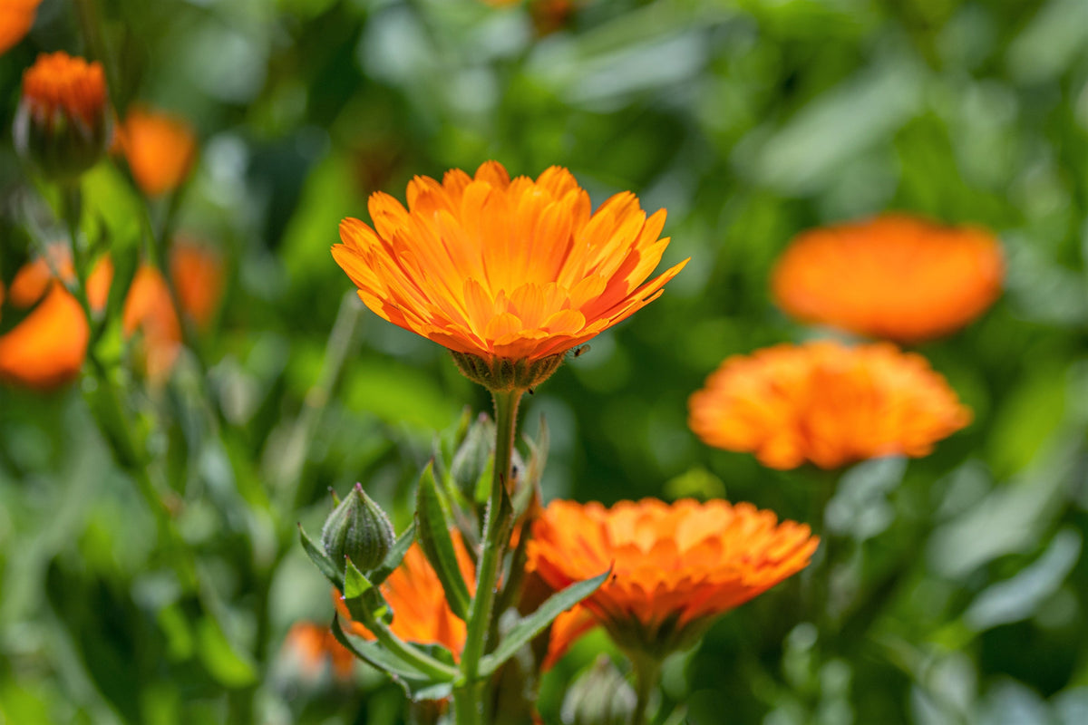 100 ORANGE ENGLISH MARIGOLD (Scotch / Pot Marigold) Calendula Officinalis Flower Seeds