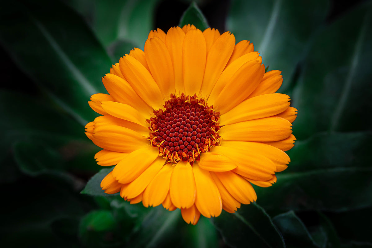 100 ORANGE ENGLISH MARIGOLD (Scotch / Pot Marigold) Calendula Officinalis Flower Seeds