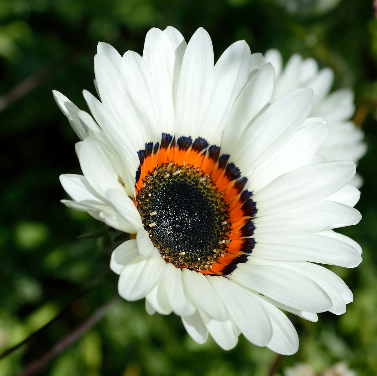 50 WHITE Zulu Prince CAPE DAISY Venidium Fastuosum Alba Flower Seeds
