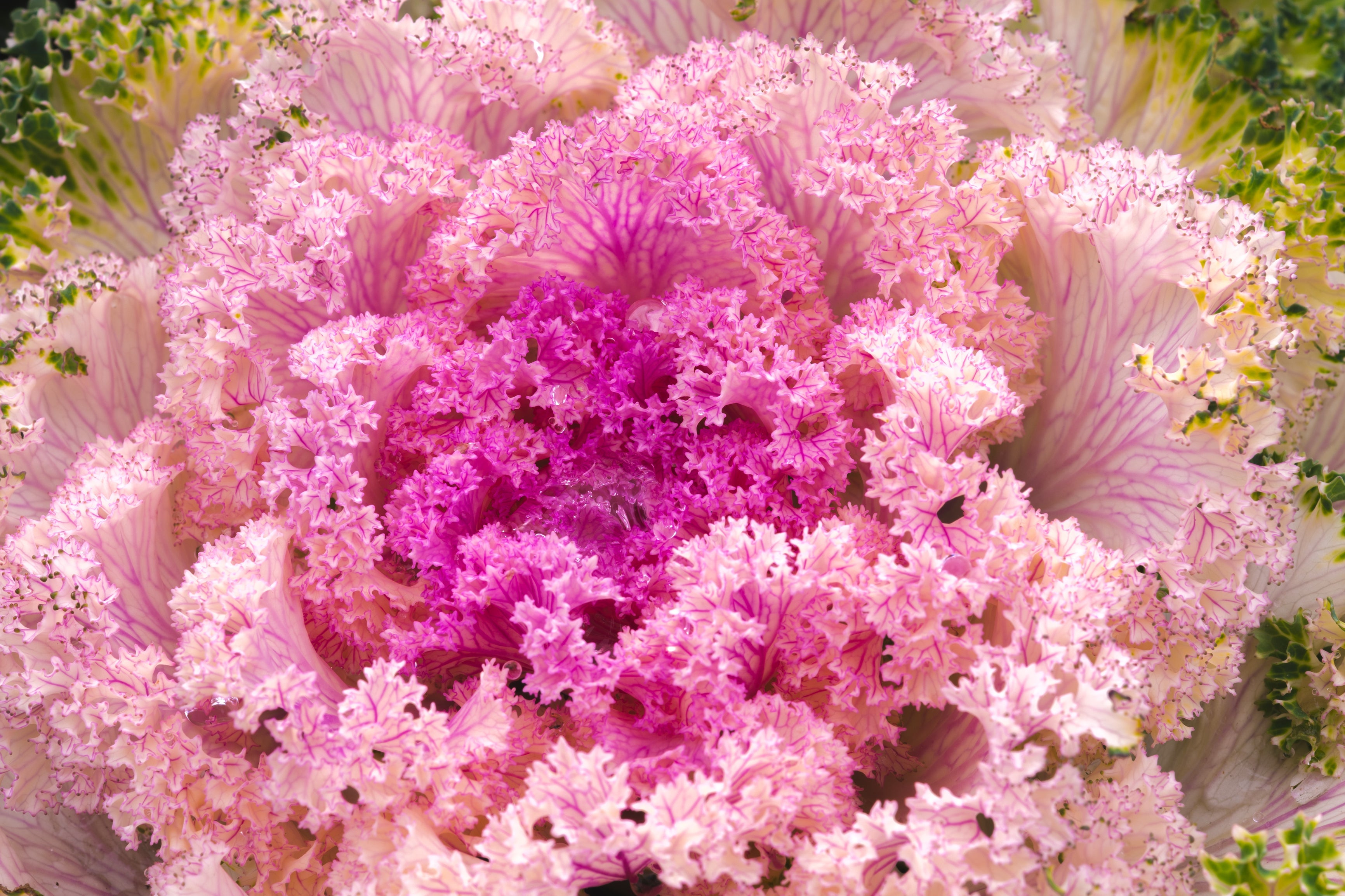 60 ORNAMENTAL KALE MIXED Colors Brassica Oleracea Flower Seeds