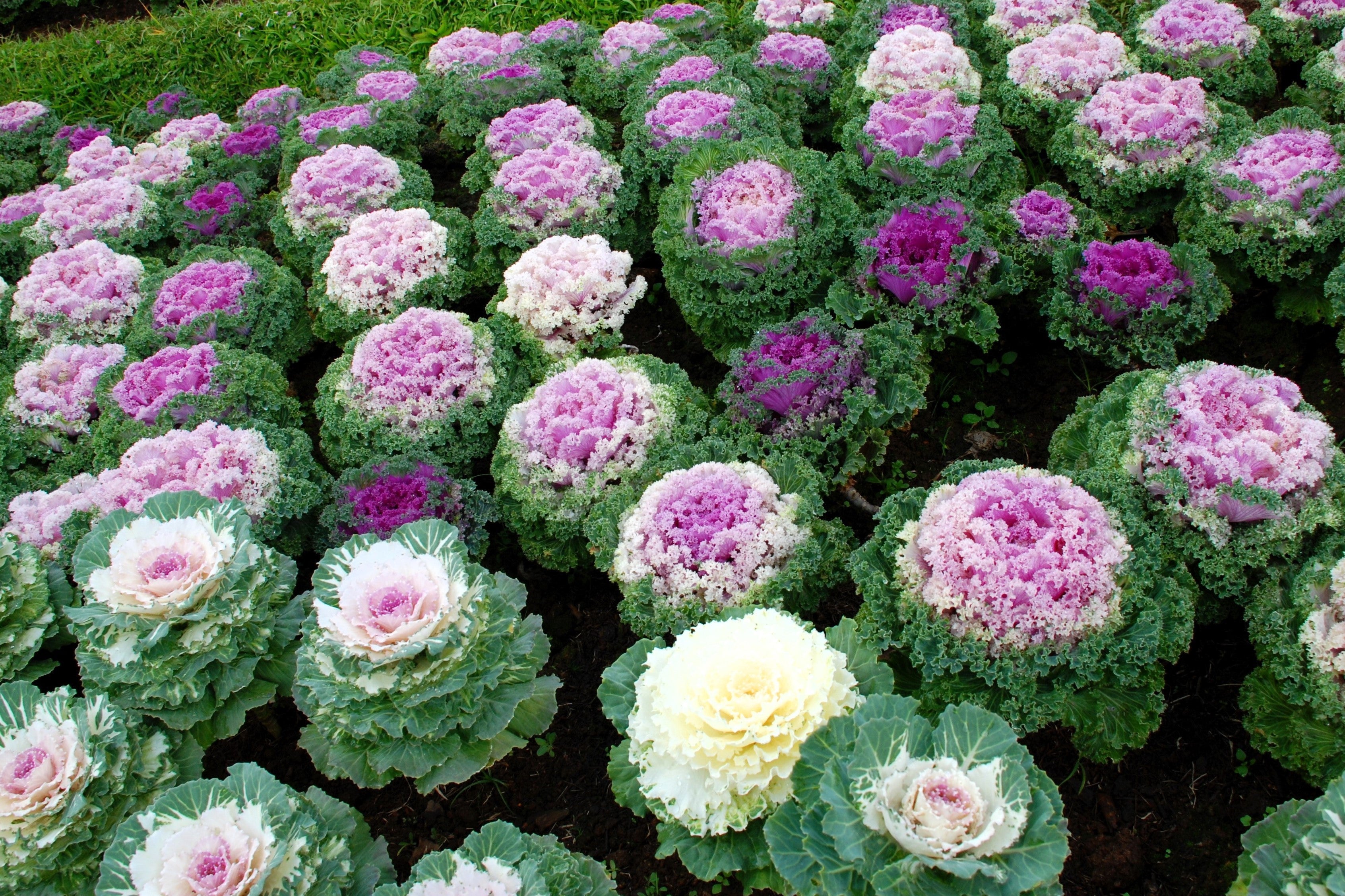 60 ORNAMENTAL KALE MIXED Colors Brassica Oleracea Flower Seeds