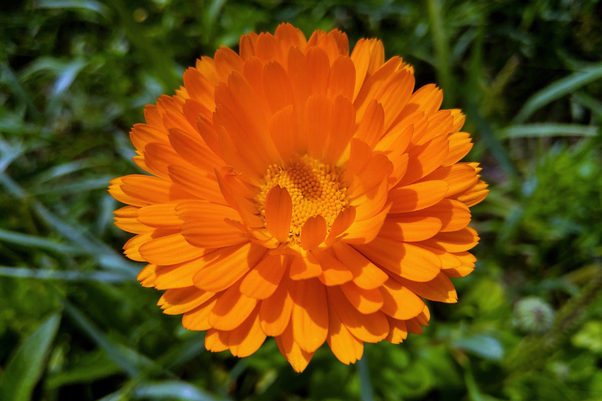 100 ORANGE ENGLISH MARIGOLD (Scotch / Pot Marigold) Calendula Officinalis Flower Seeds