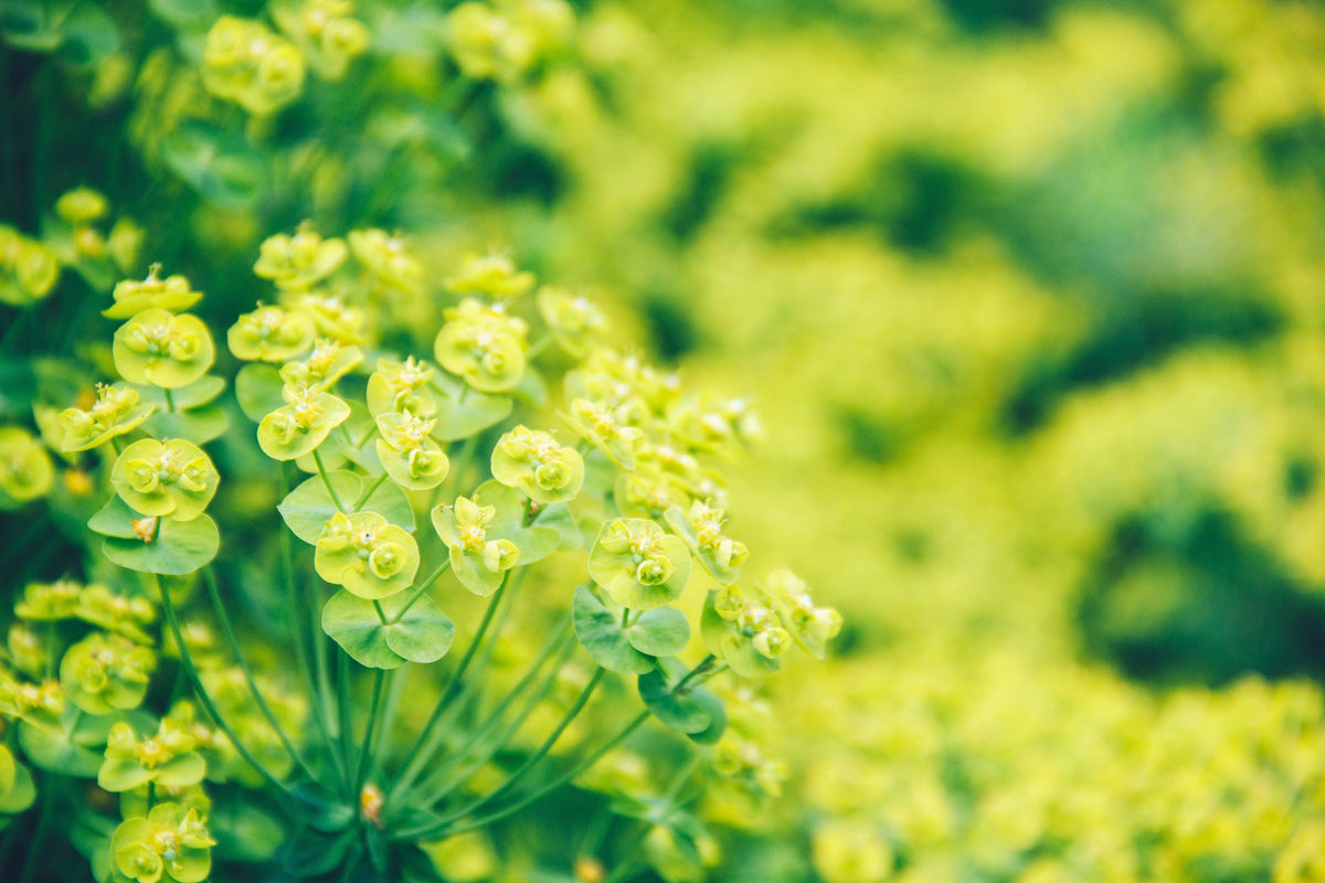 100 GREEN GOLD BUPLEURUM Griffithii Rotundifolium Hares Ear Thoroughwax Flower Seeds