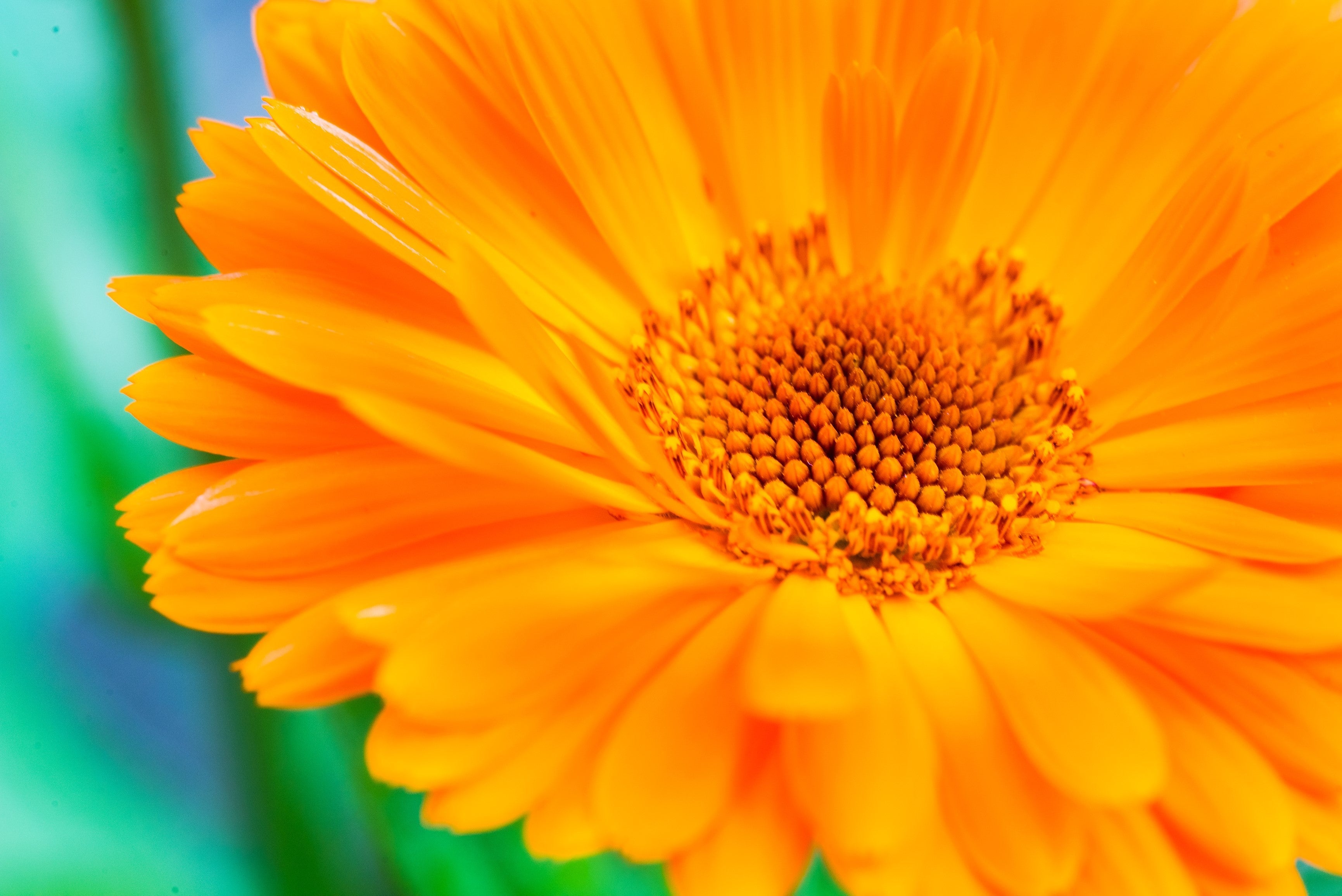 100 ORANGE ENGLISH MARIGOLD (Scotch / Pot Marigold) Calendula Officinalis Flower Seeds