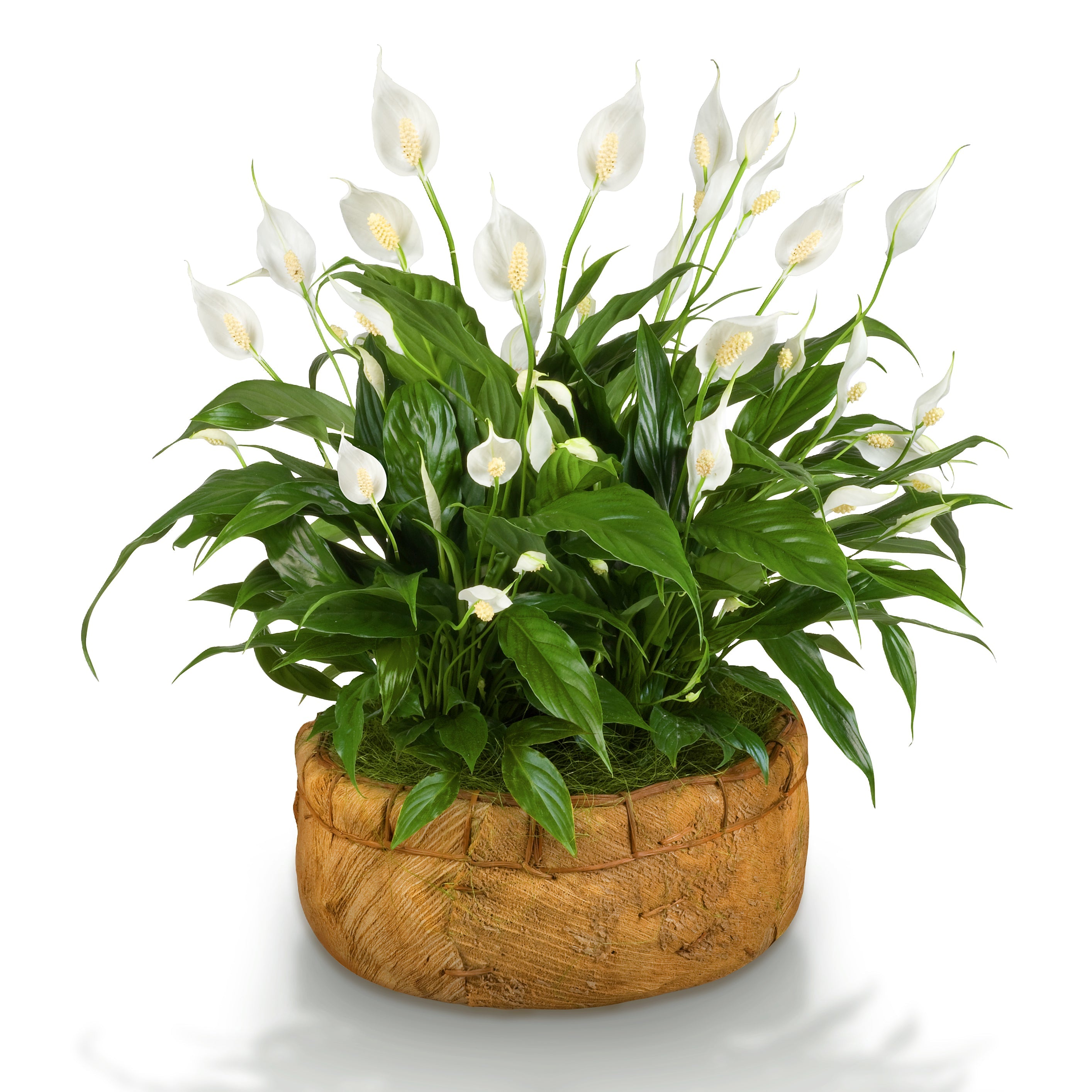 10 PEACE LILY Spathiphyllum Wallisii Houseplant White Sails / Spathe Flower Seeds