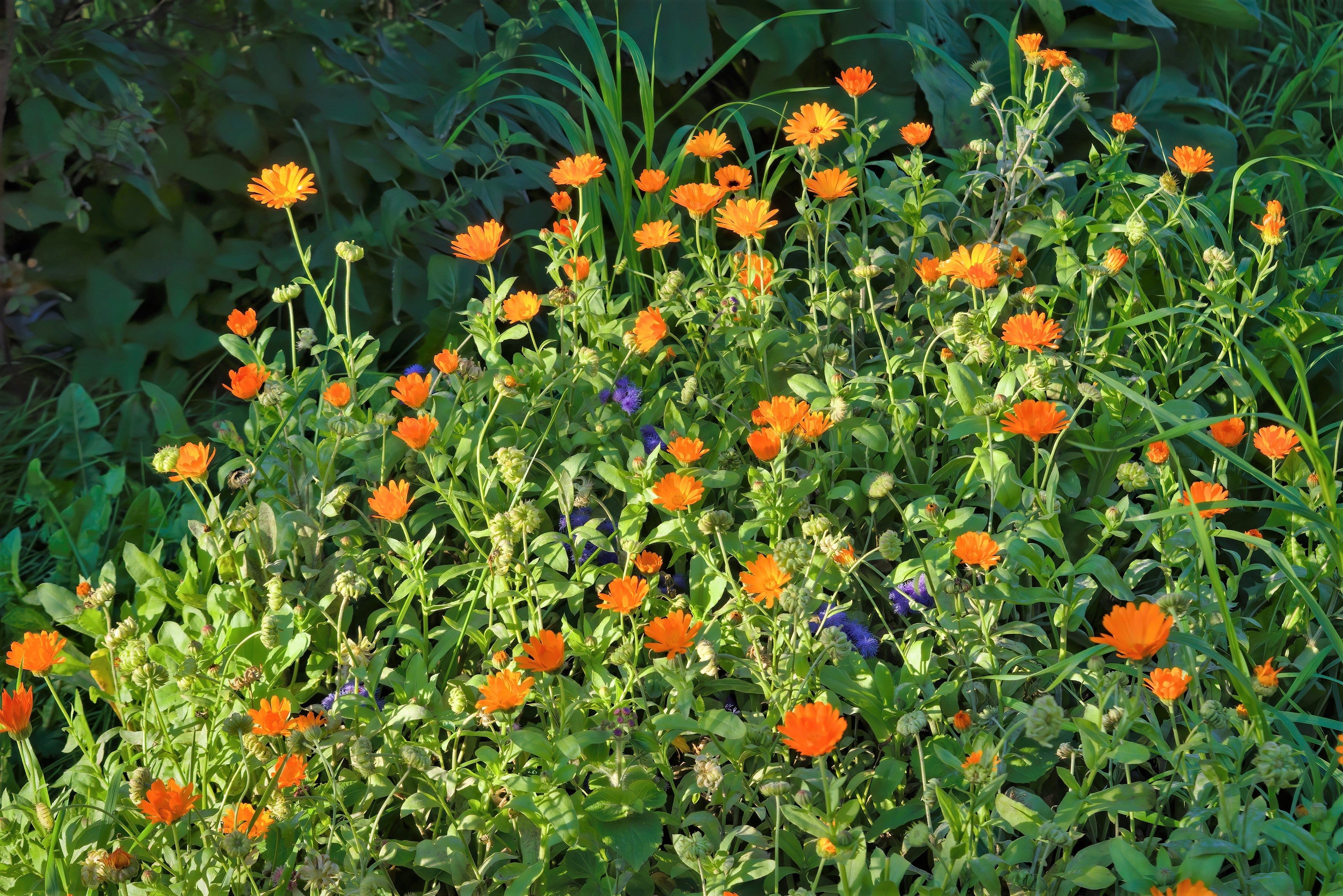 100 ORANGE ENGLISH MARIGOLD (Scotch / Pot Marigold) Calendula Officinalis Flower Seeds