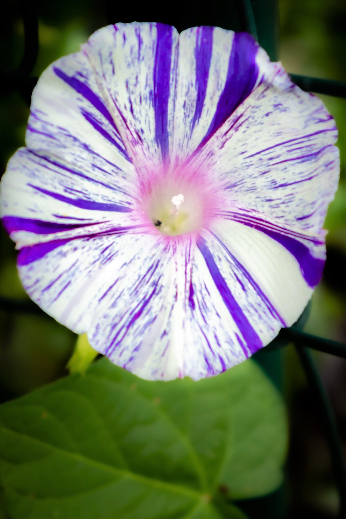 40 CARNEVALE di VENEZIA MORNING GLORY Pink & Purple with White Stripes Ipomoea Purpurea Flower Vine Seeds