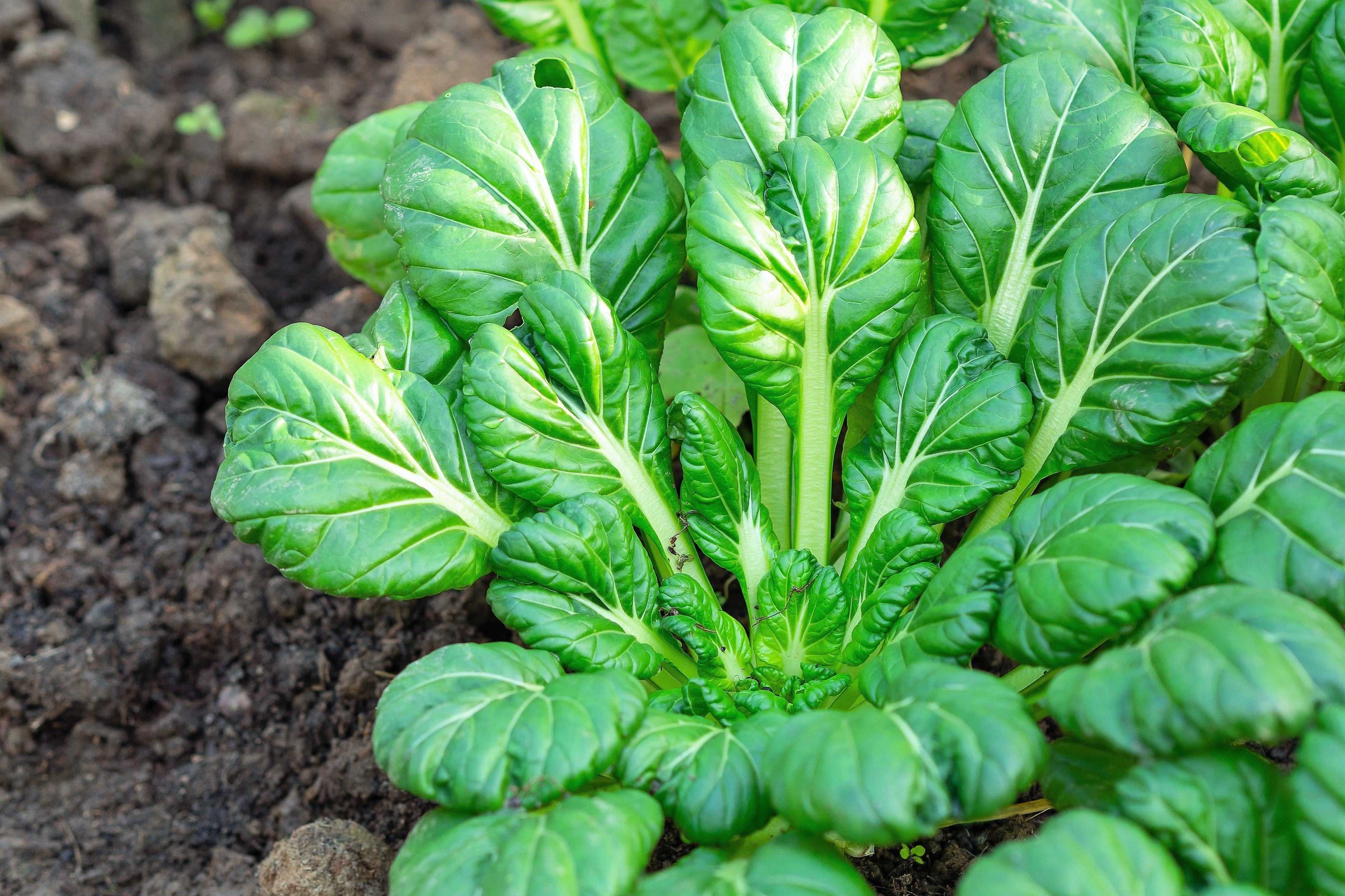 1000 TATSOI Brassica Rapa Rosularis Tat Soi Bok Choy Spinach Mustard Vegetable Seeds
