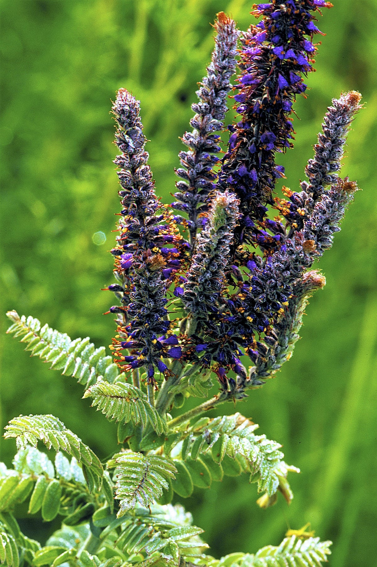 100 Purple LEAD PLANT Amorpha Canescens Wild Tea Downy Indigo Native Flower Seeds
