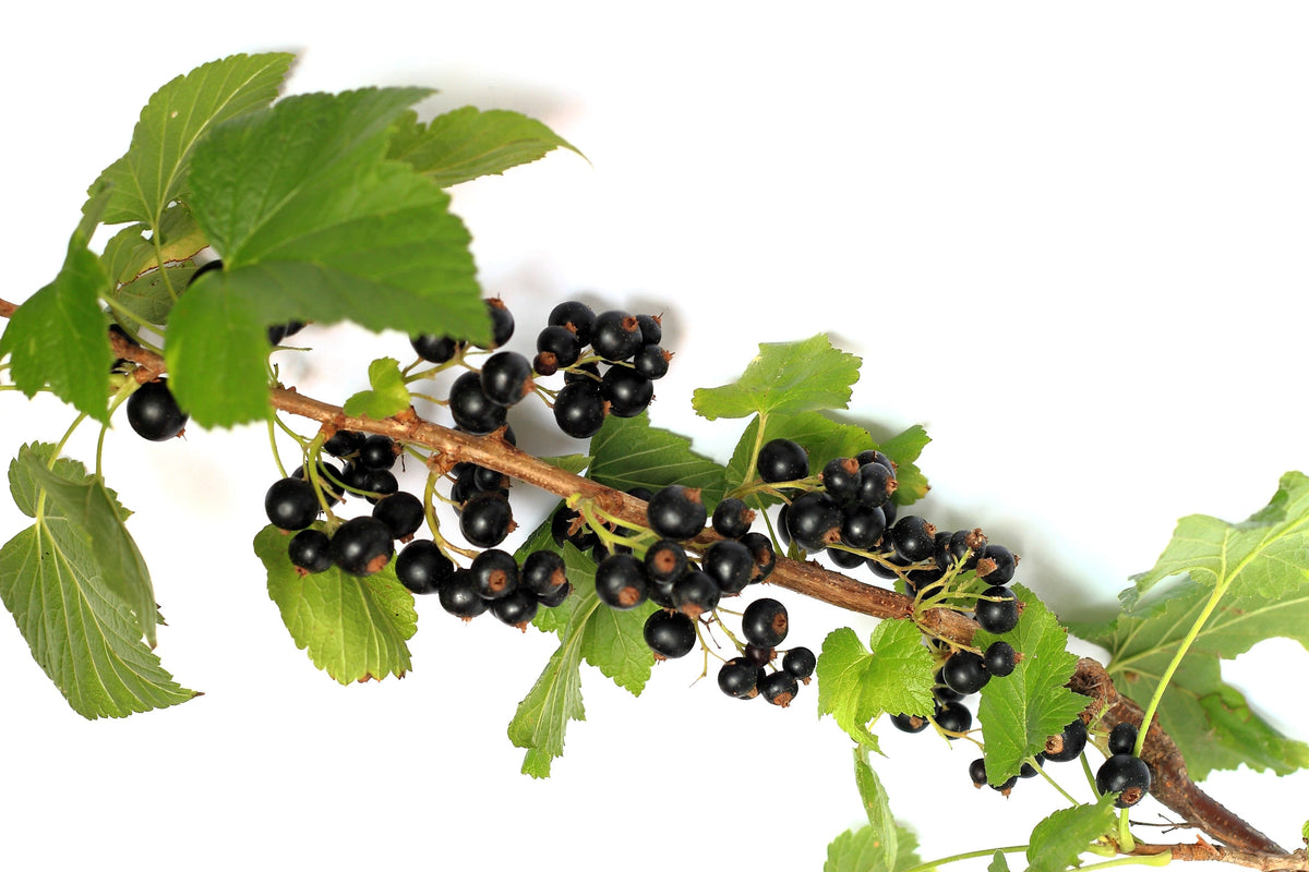20 GOLDEN CURRANT SHRUB Black Fruit Yellow Flower Ribes Chrysobotrya Aurea Seeds