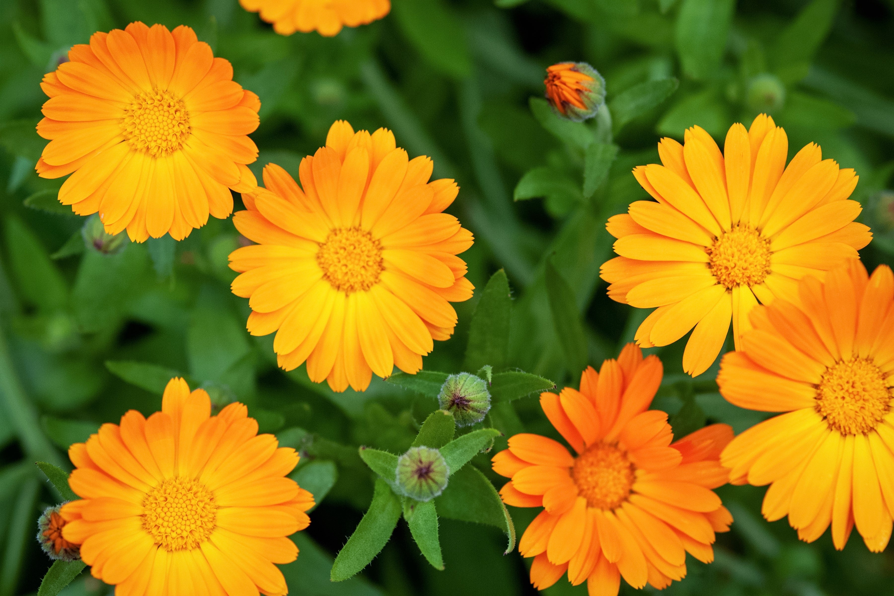 100 ORANGE ENGLISH MARIGOLD (Scotch / Pot Marigold) Calendula Officinalis Flower Seeds