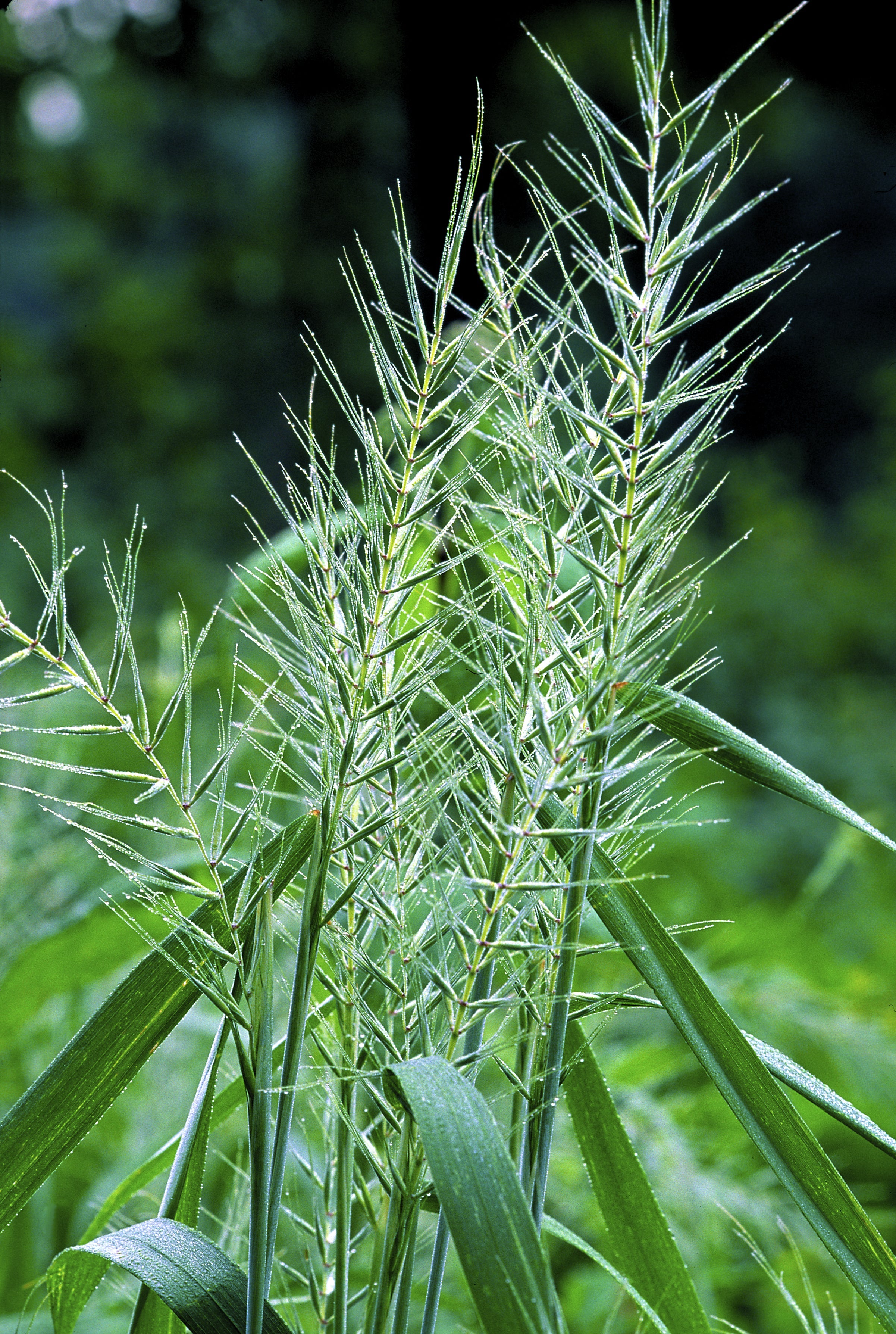25 BOTTLEBRUSH GRASS Ornamental Shade Elymus Hystrix Patula Seeds