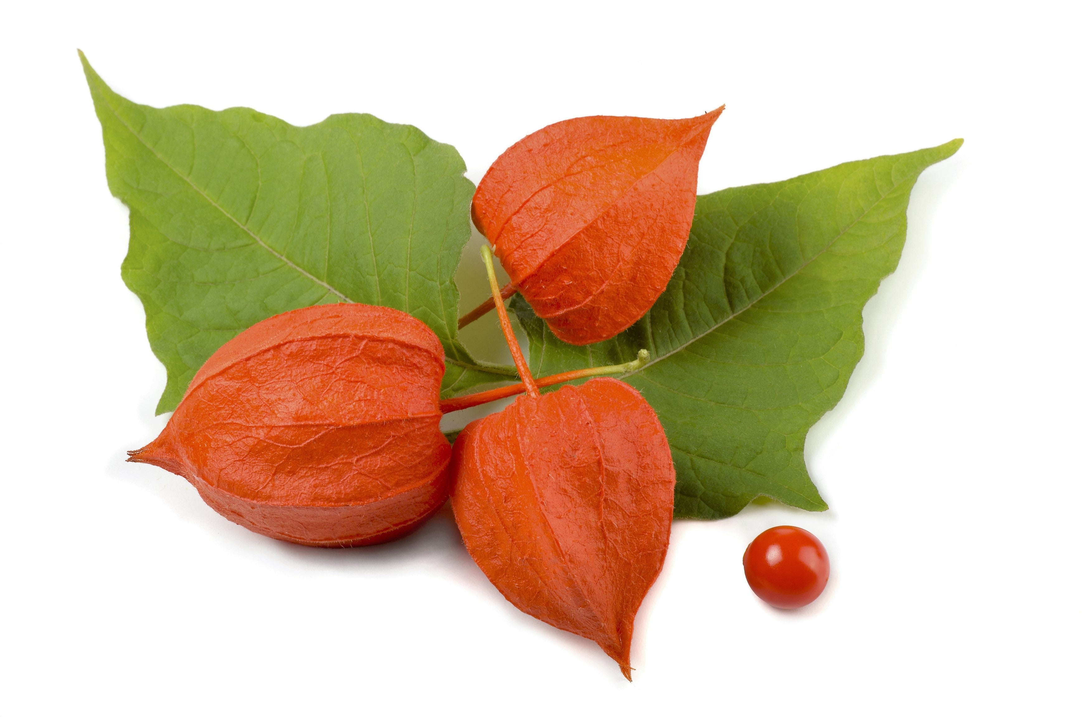100 CHINESE LANTERN (Winter or Ground Cherry / Japanese Lantern) Physalis Alkekengi Flower Seeds