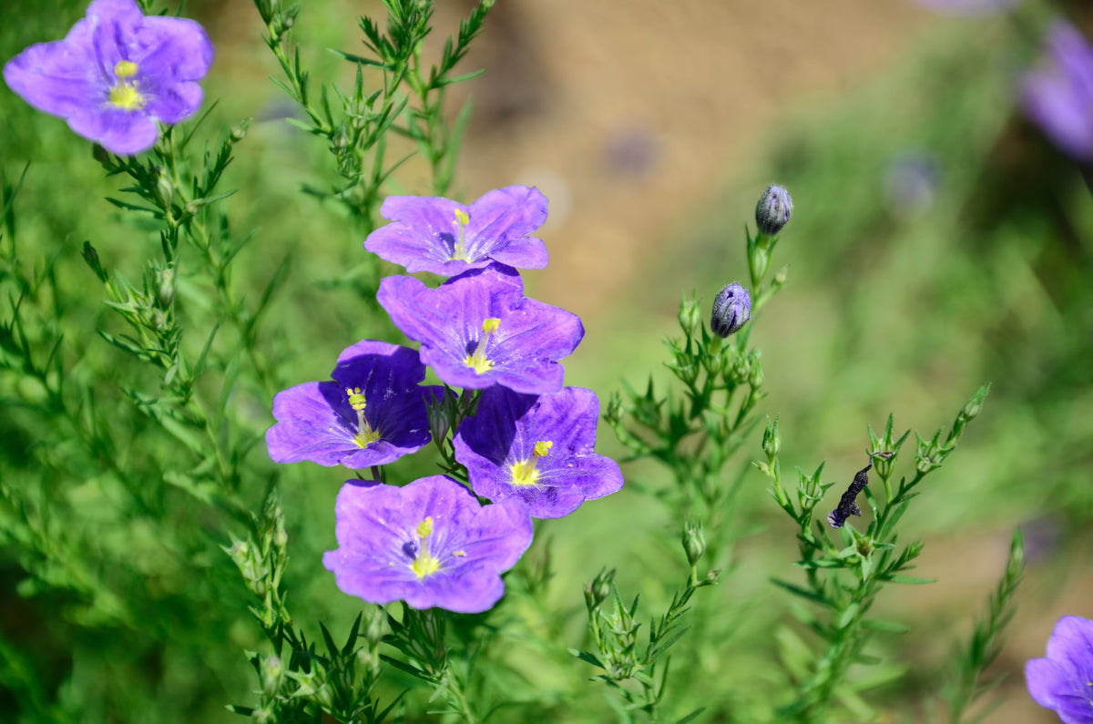 250 PURPLE Robe CUP FLOWER Nierembergia Hippomanica Caerulea Seeds