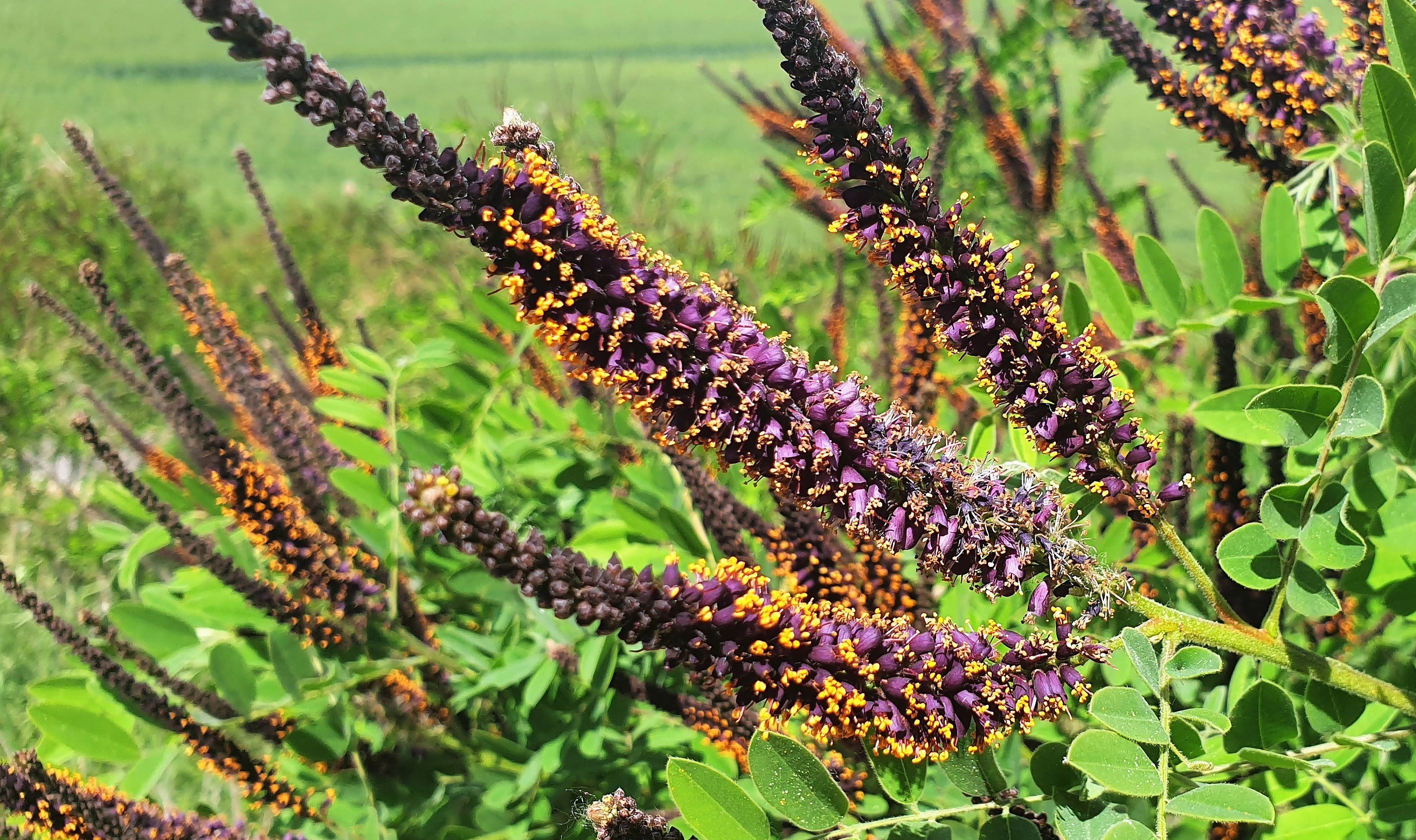 100 Purple LEAD PLANT Amorpha Canescens Wild Tea Downy Indigo Native Flower Seeds