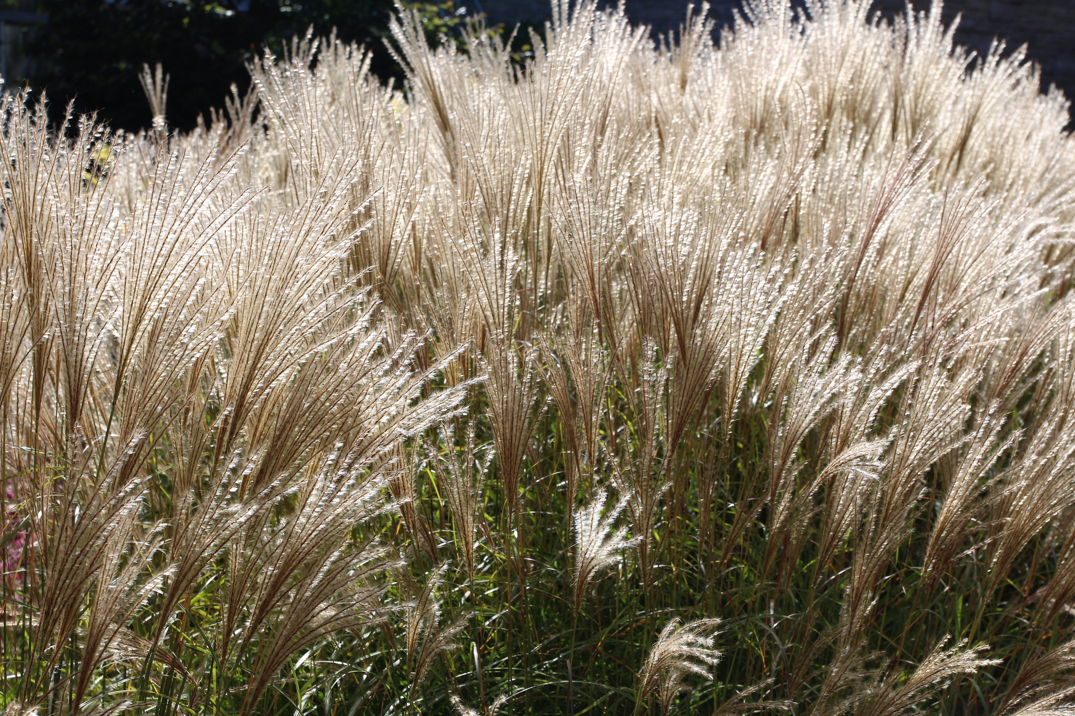 10 SILVER MAIDEN GRASS Miscanthus Sinensis Japanese Pampas Perennial Flower Seeds