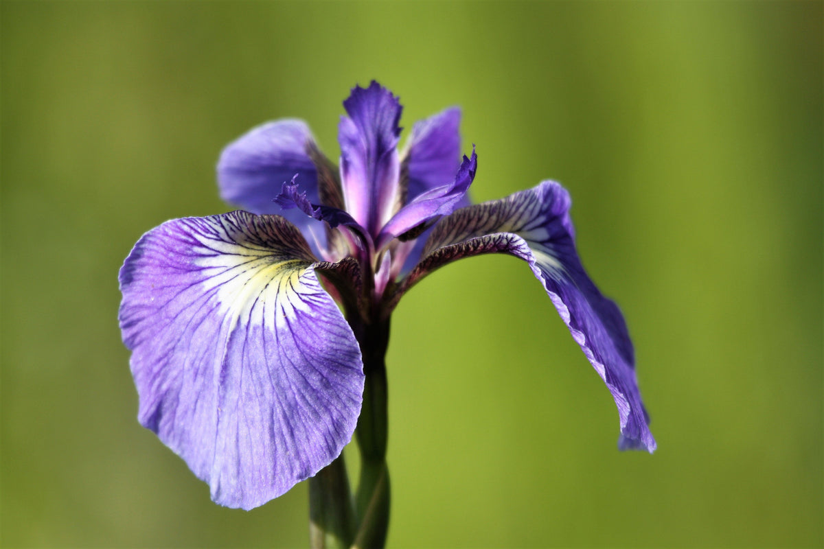 20 ALASKA IRIS Setosa Wild Flag Beachhead Blue Purple White Yellow Native Wetland Flower Seeds