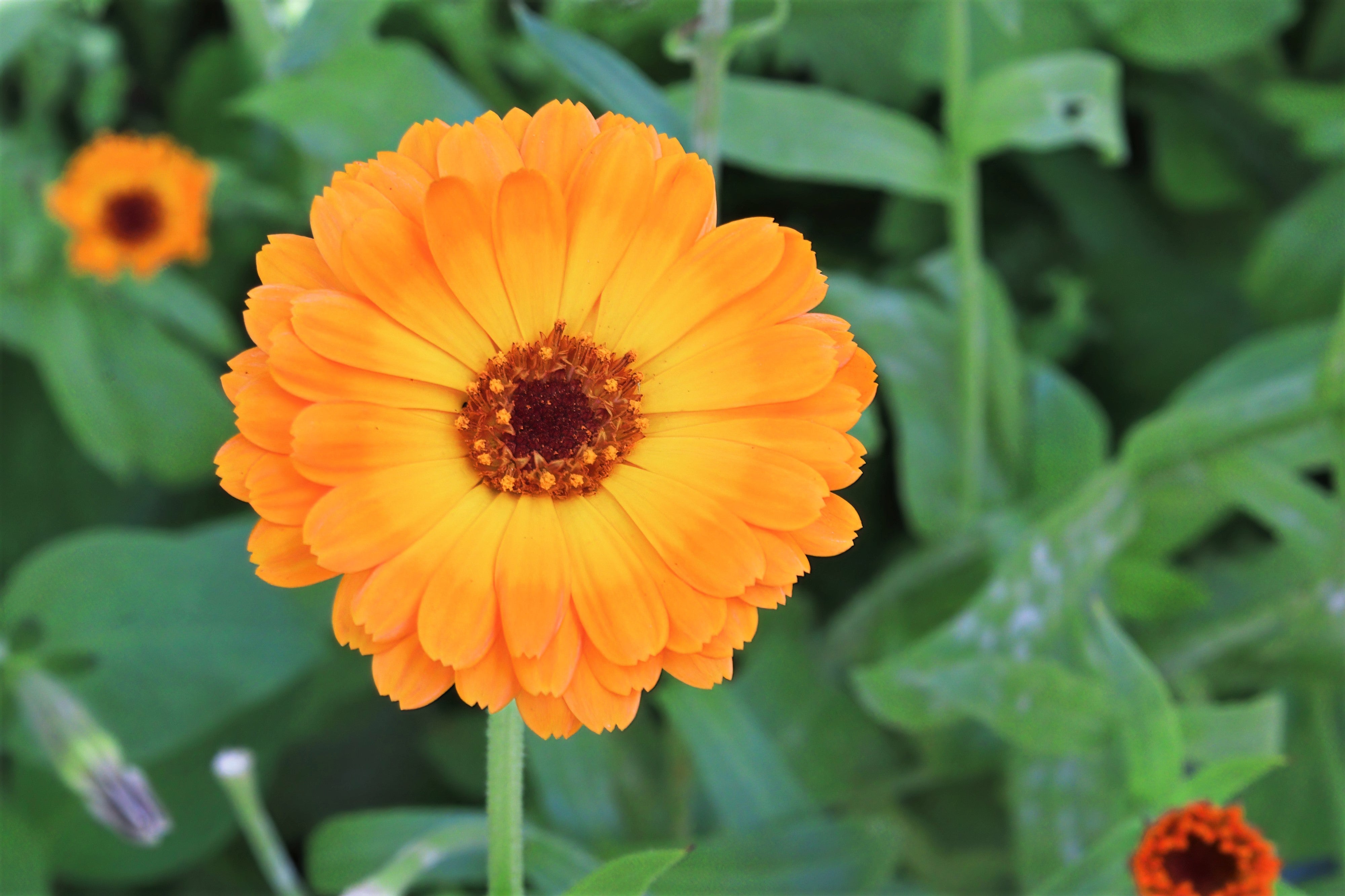 100 ORANGE ENGLISH MARIGOLD (Scotch / Pot Marigold) Calendula Officinalis Flower Seeds