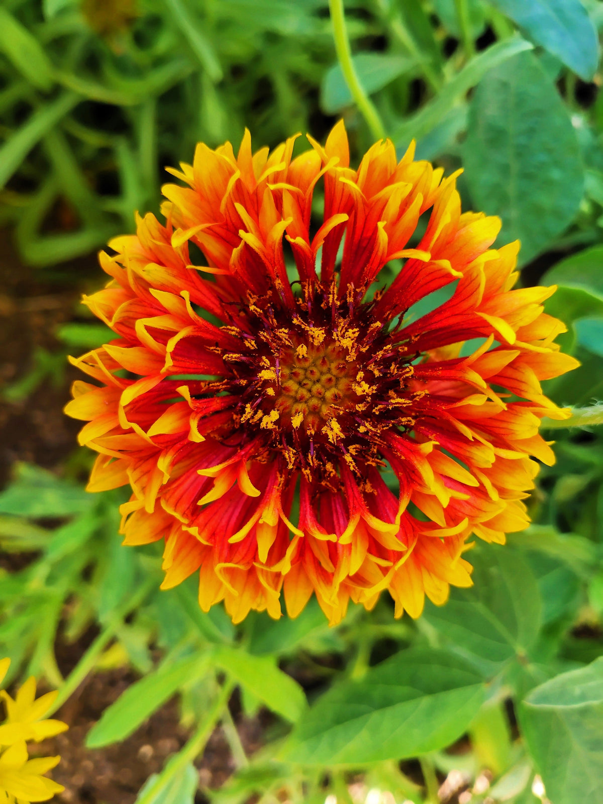 30 SUNDANCE BICOLOR GAILLARDIA Pulchella Indian Blanket Flower Seeds