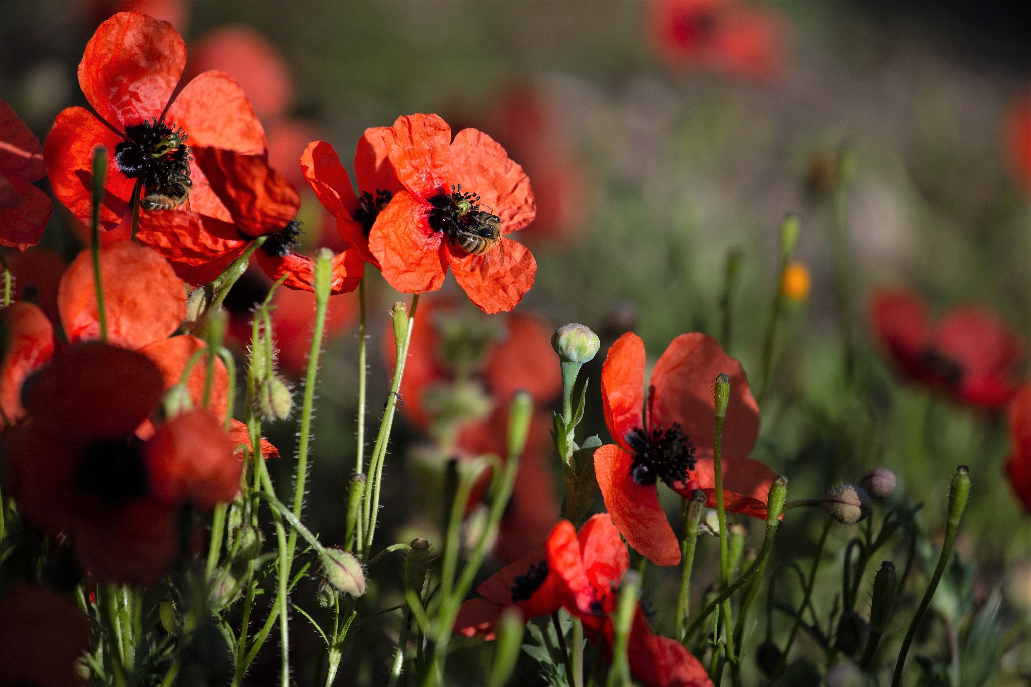 50 Scarlet PRICKLYHEAD POPPY Papaver Argemone Roemeria Long Prickly Poppy Red Black Blue Flower Seeds