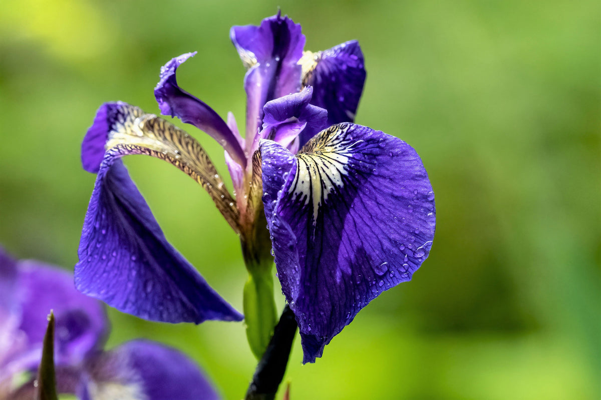 20 ALASKA IRIS Setosa Wild Flag Beachhead Blue Purple White Yellow Native Wetland Flower Seeds