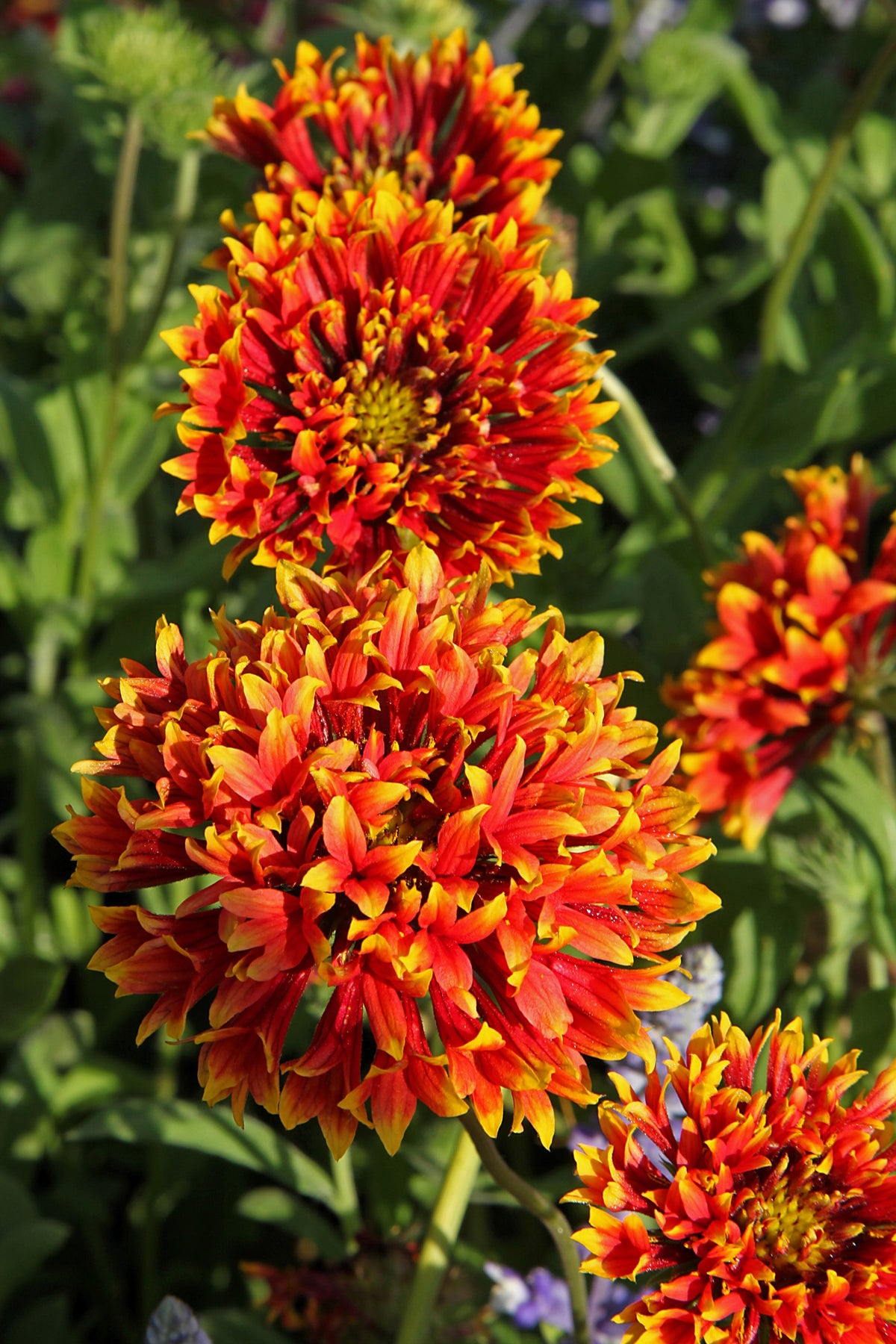 30 SUNDANCE BICOLOR GAILLARDIA Pulchella Indian Blanket Flower Seeds