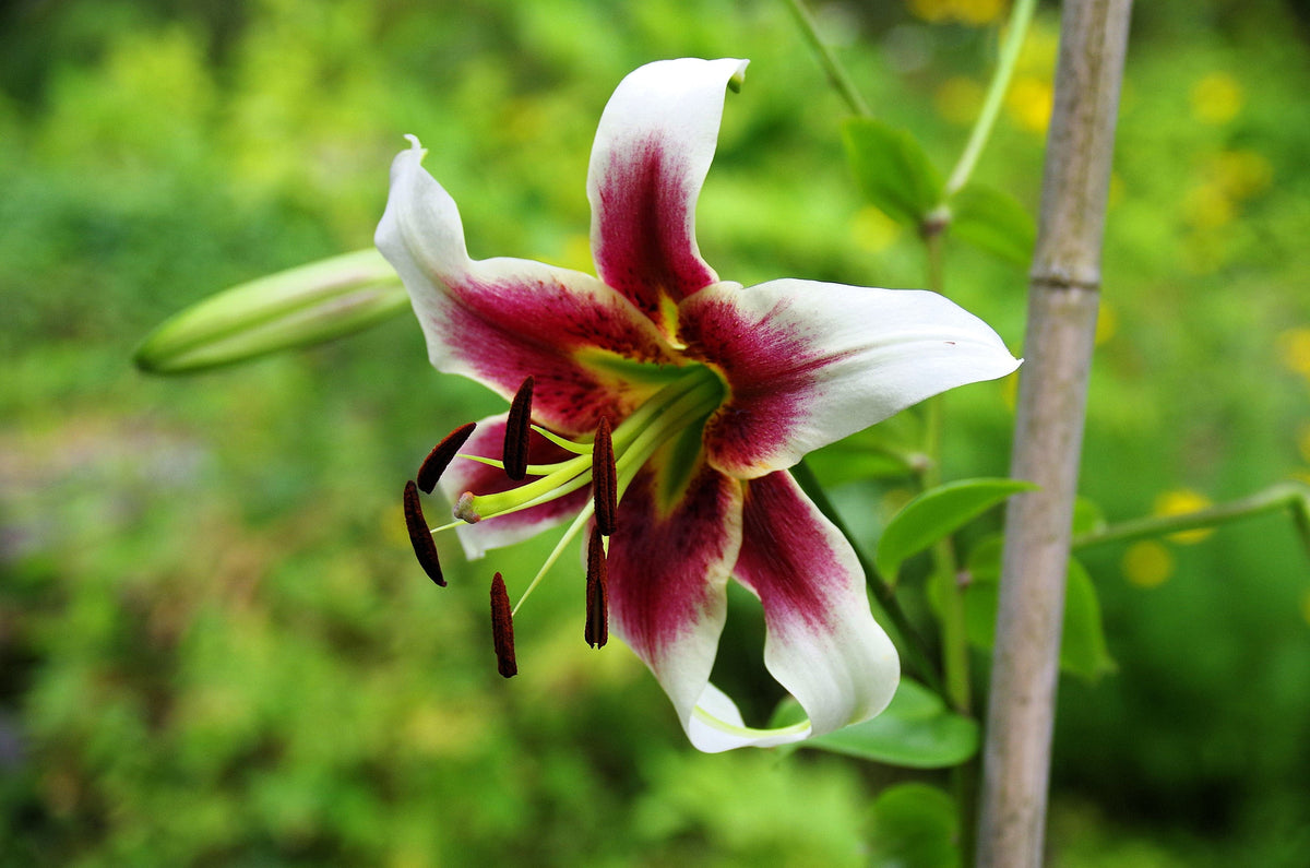 5 NEPAL LILY Green & Maroon Lilium Nepalense Fragrant Flower Seeds