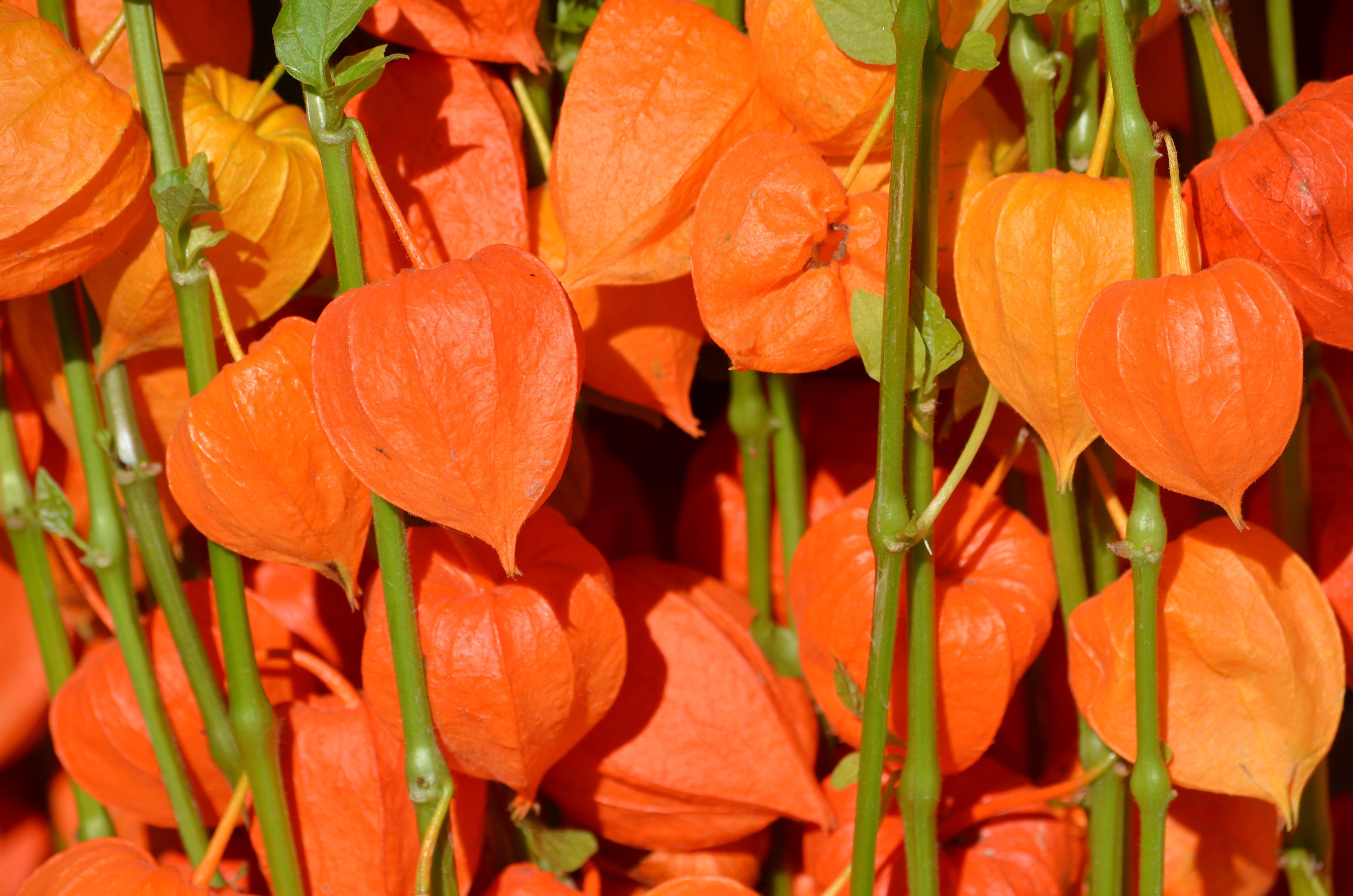 100 CHINESE LANTERN (Winter or Ground Cherry / Japanese Lantern) Physalis Alkekengi Flower Seeds