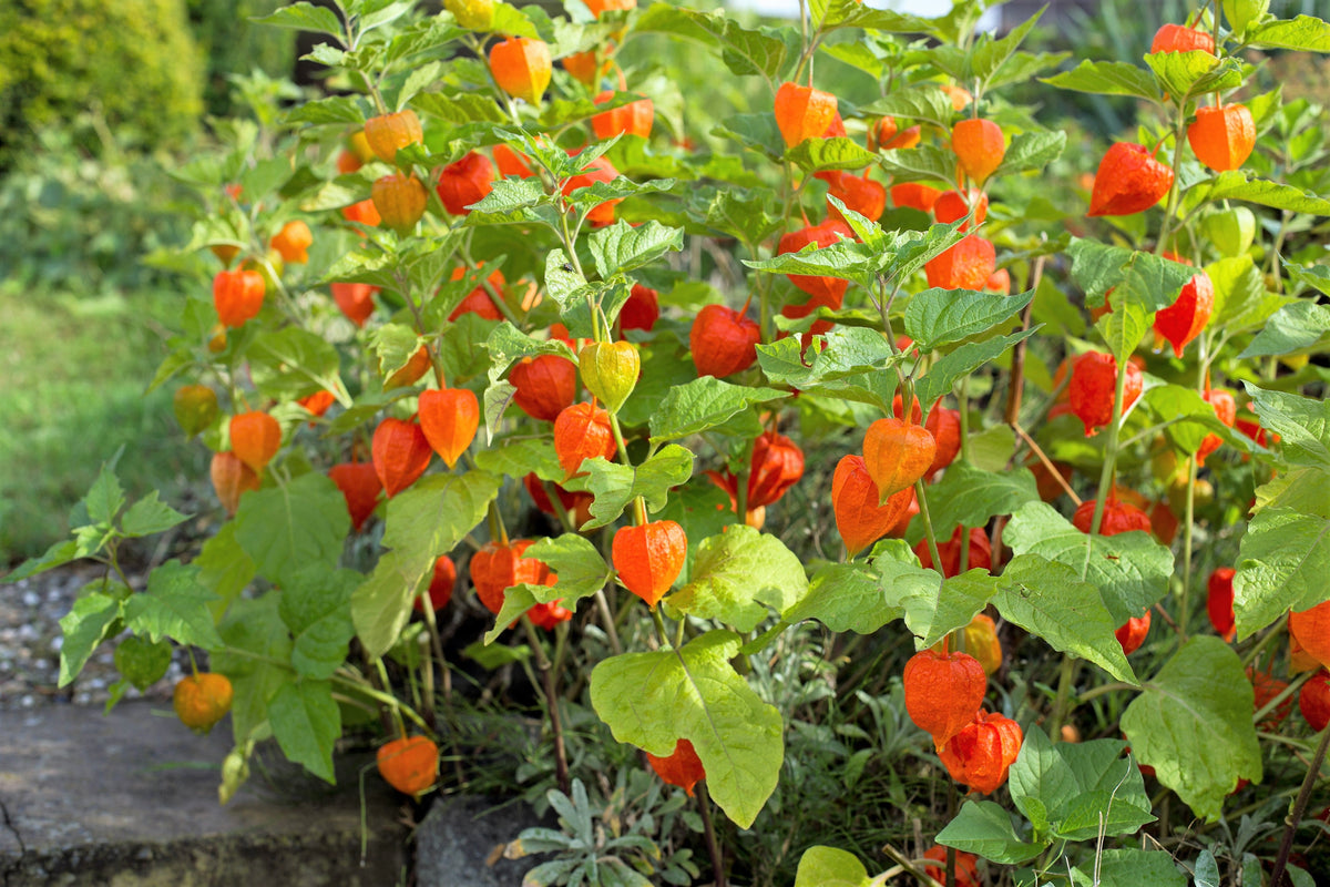 100 CHINESE LANTERN (Winter or Ground Cherry / Japanese Lantern) Physalis Alkekengi Flower Seeds