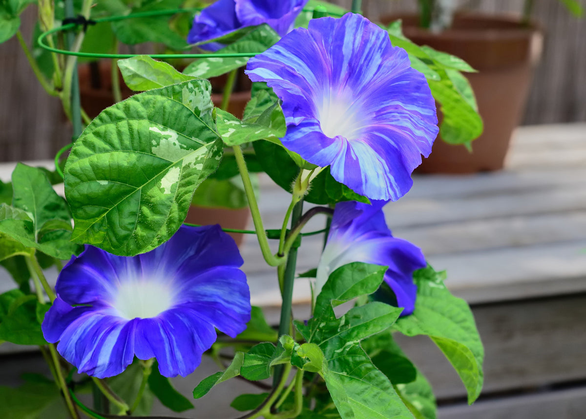 40 CARNEVALE di VENEZIA MORNING GLORY Pink & Purple with White Stripes Ipomoea Purpurea Flower Vine Seeds