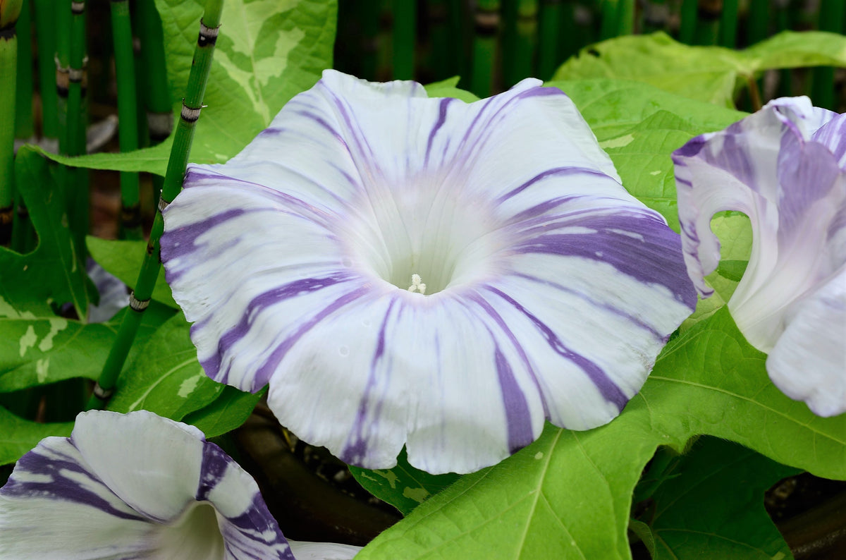 40 CARNEVALE di VENEZIA MORNING GLORY Pink & Purple with White Stripes Ipomoea Purpurea Flower Vine Seeds