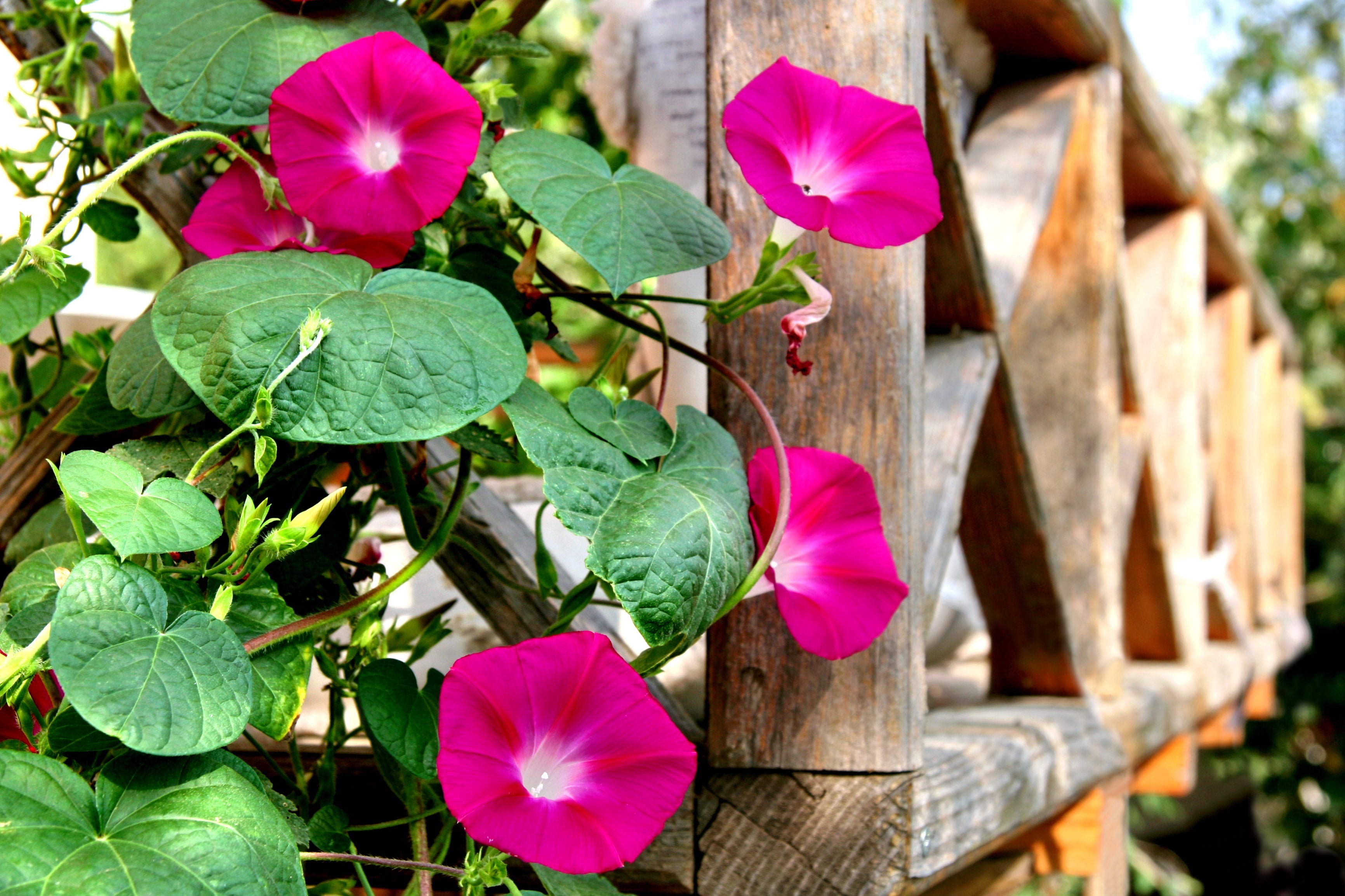 50 SCARLET O'Hara MORNING GLORY Red Ipomoea Nil Flower Vine Seeds