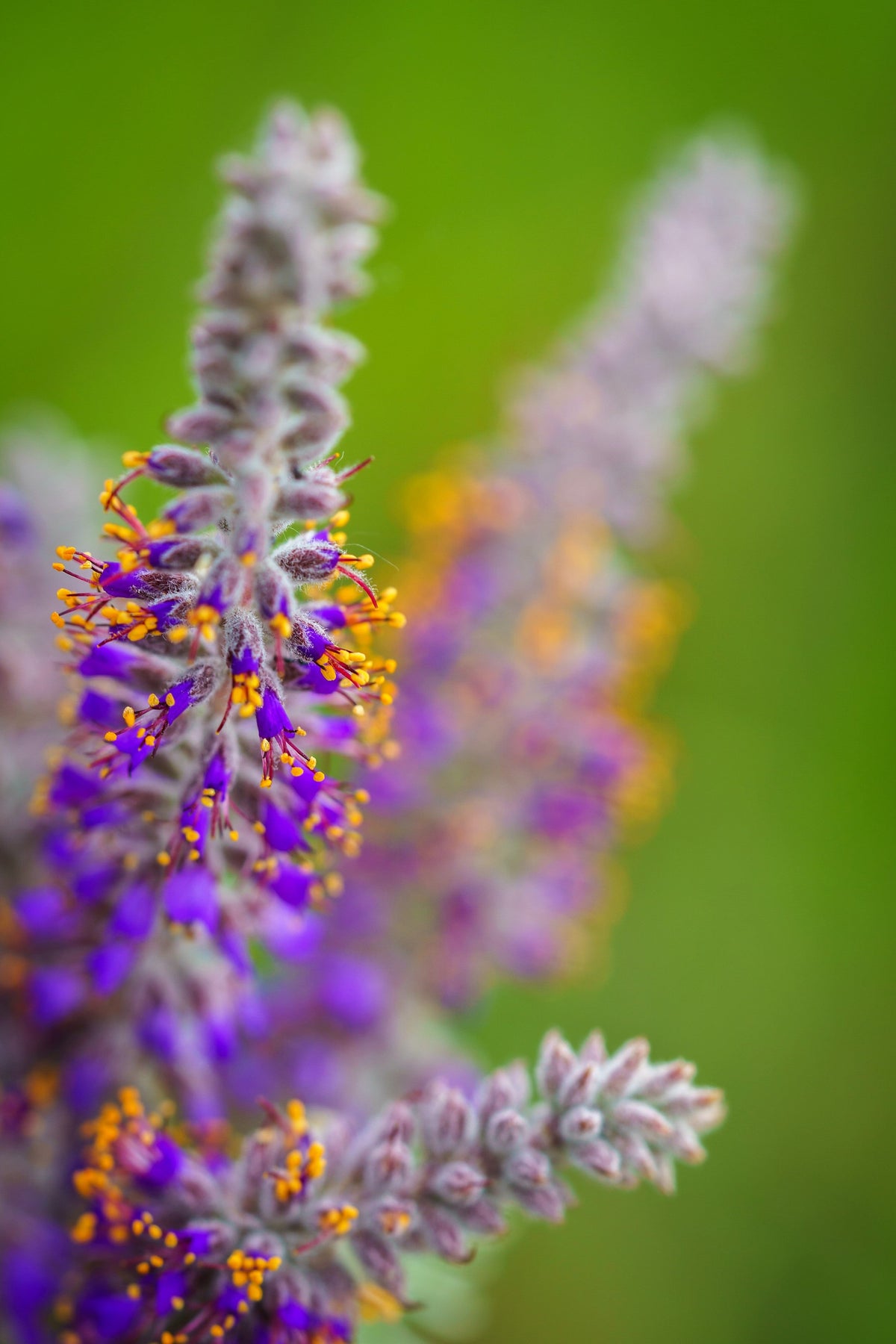 100 Purple LEAD PLANT Amorpha Canescens Wild Tea Downy Indigo Native Flower Seeds