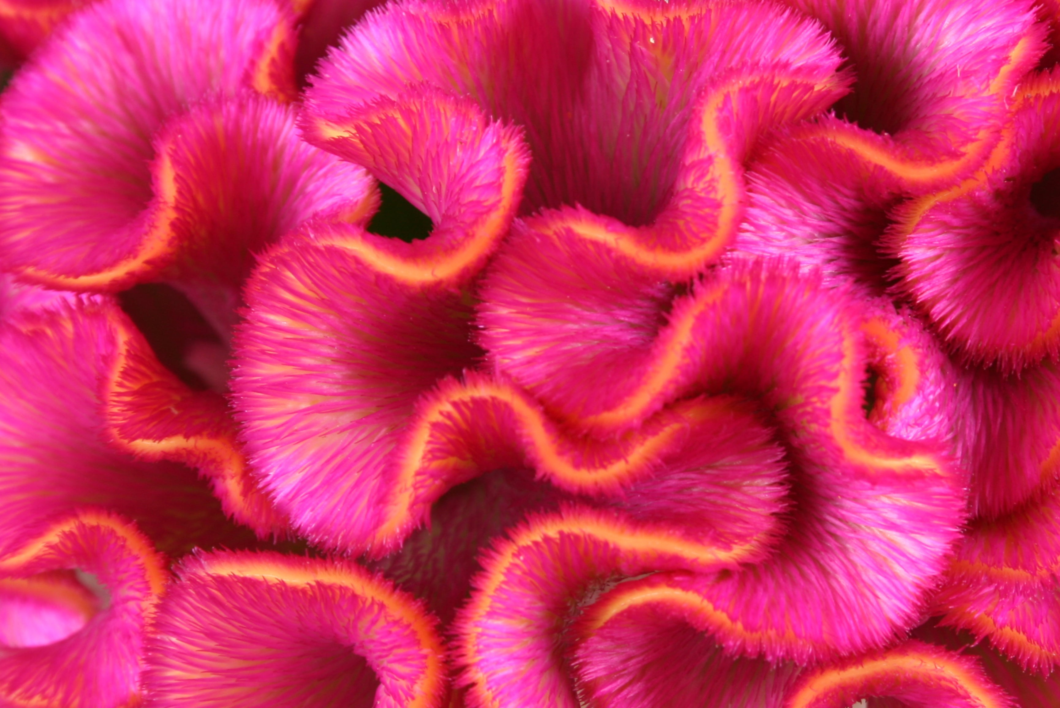 100 CORAL GARDENS Mix CELOSIA Cockscomb Celosia Argentea Cristata Flower Seeds