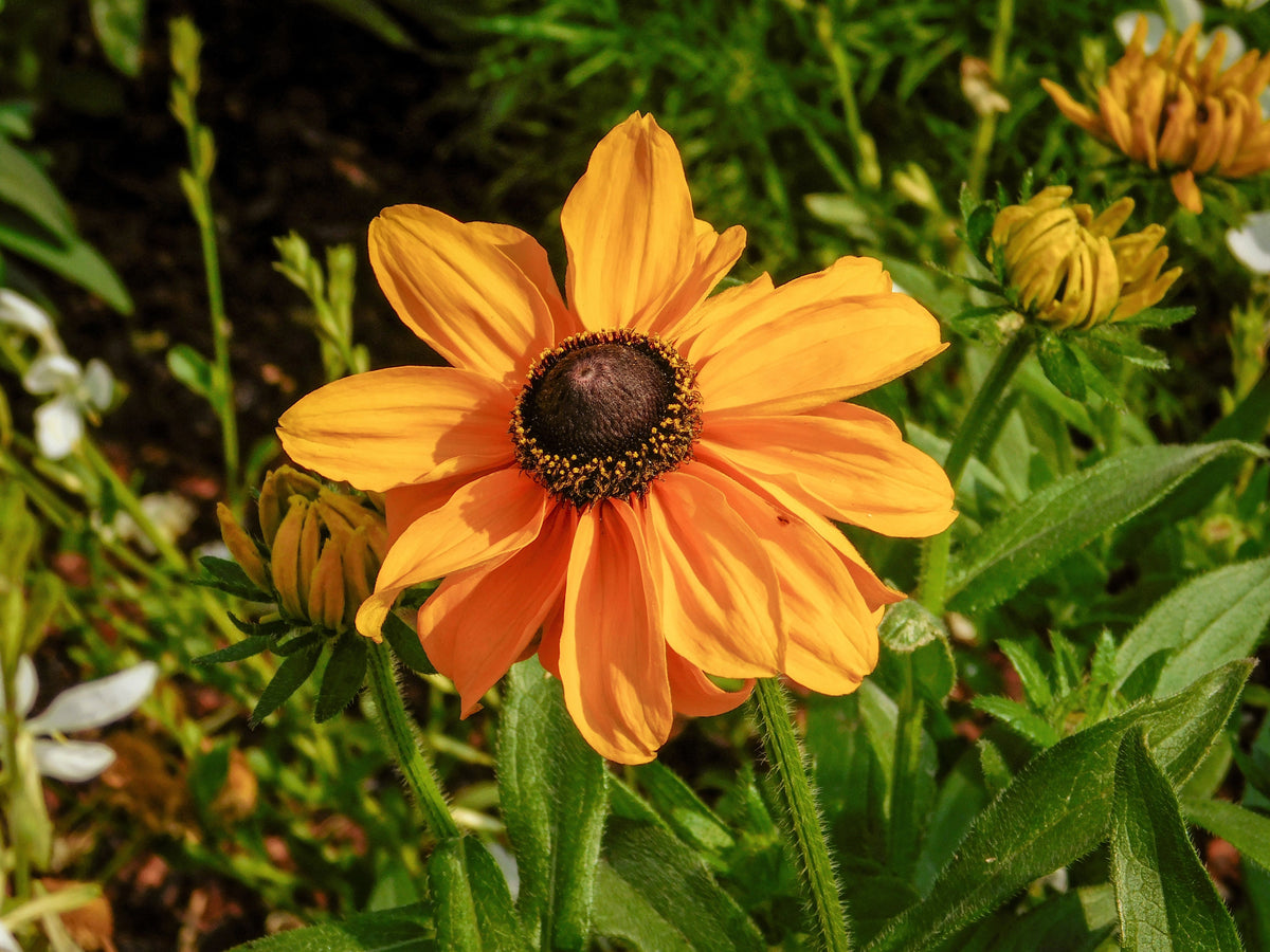 250 Dwarf MARMALADE RUDBECKIA Hirta Golden Orange Black Eyed Susan Gloriosa Daisy Flower Seeds