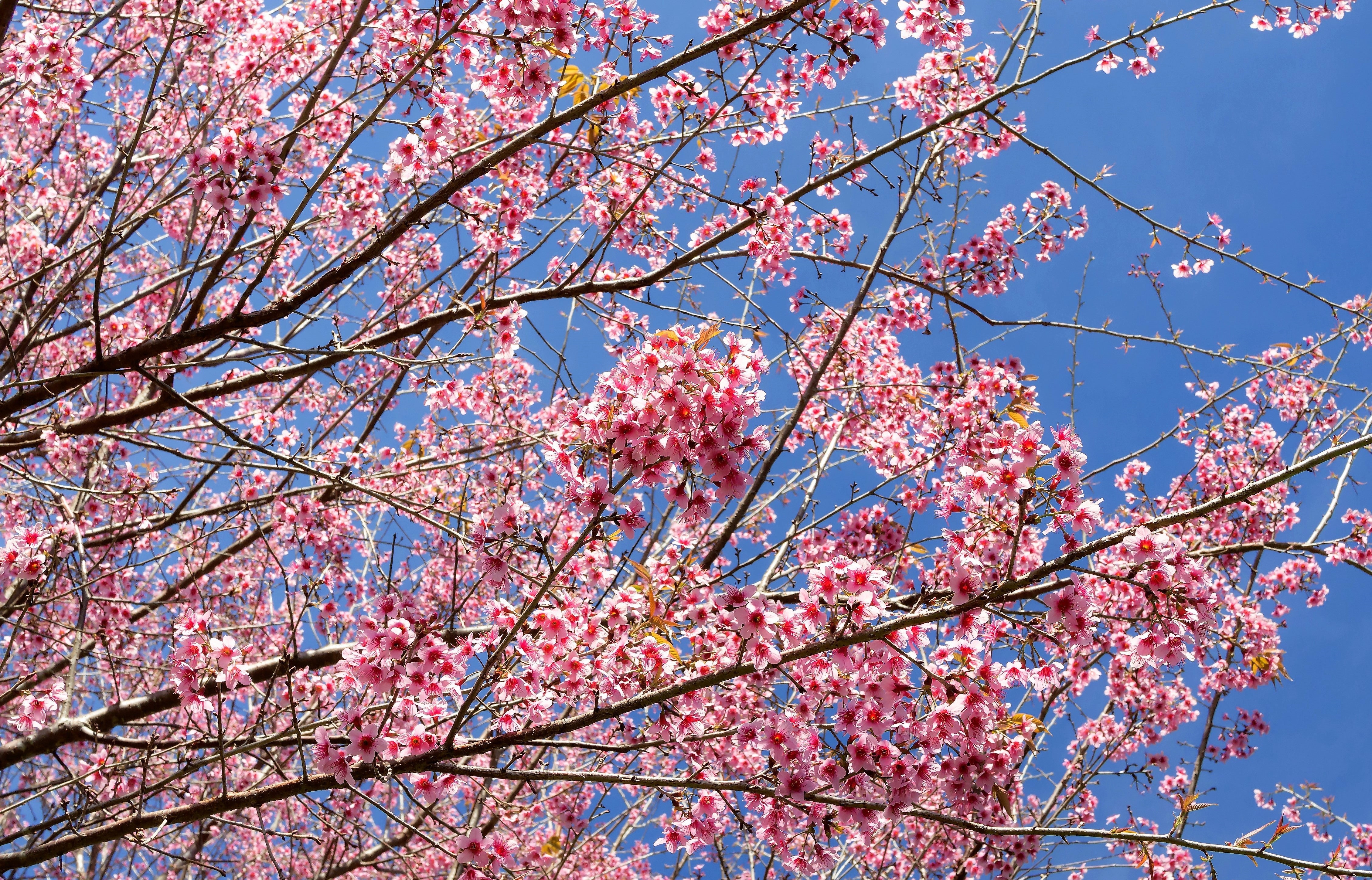 5 HIMALAYAN CHERRY Prunus Cerasoides Pink Flowers Red Fruit Tree Seeds