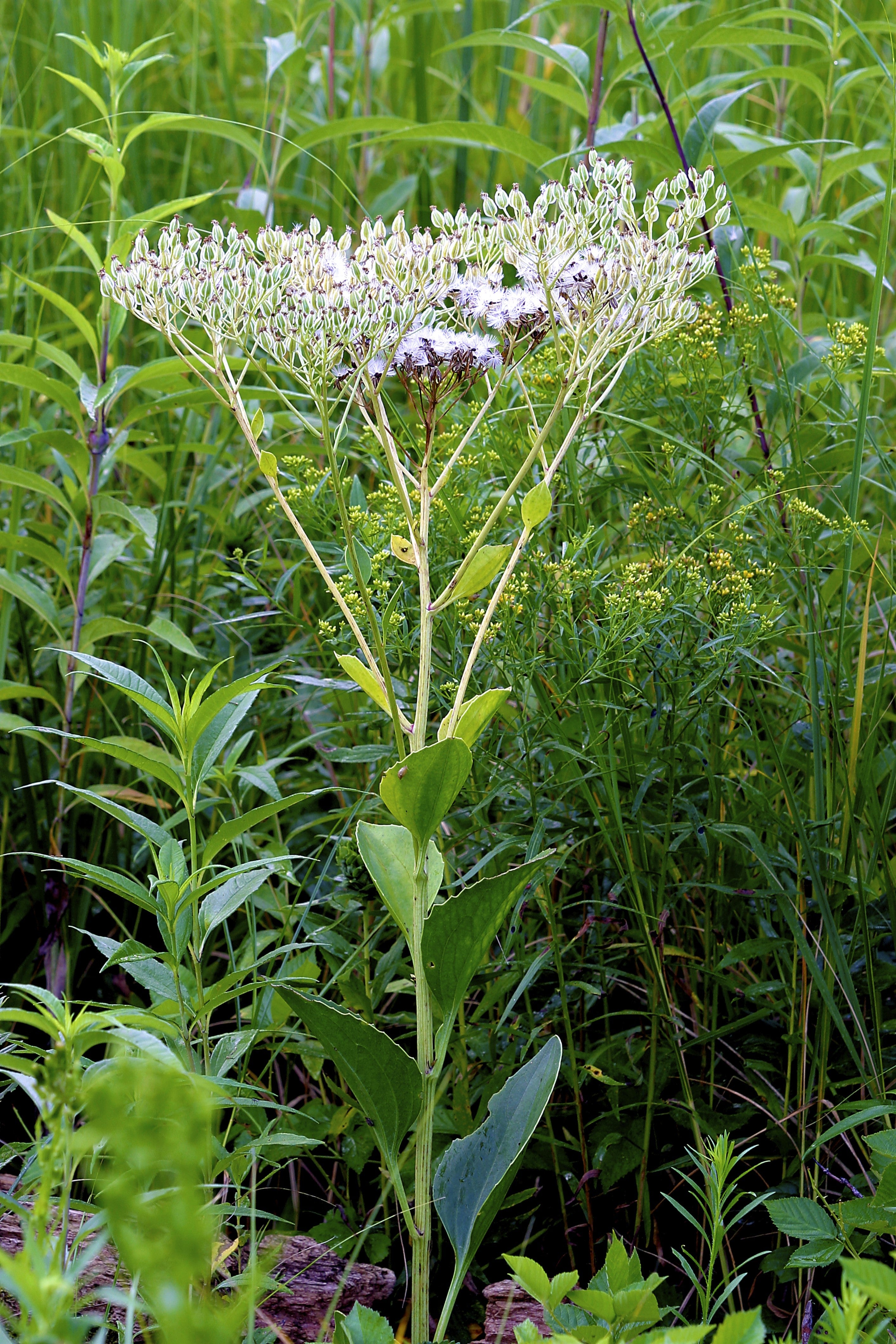 50 GREAT INDIAN PLANTAIN Cacalia Muhlenbergii White Flower Seeds