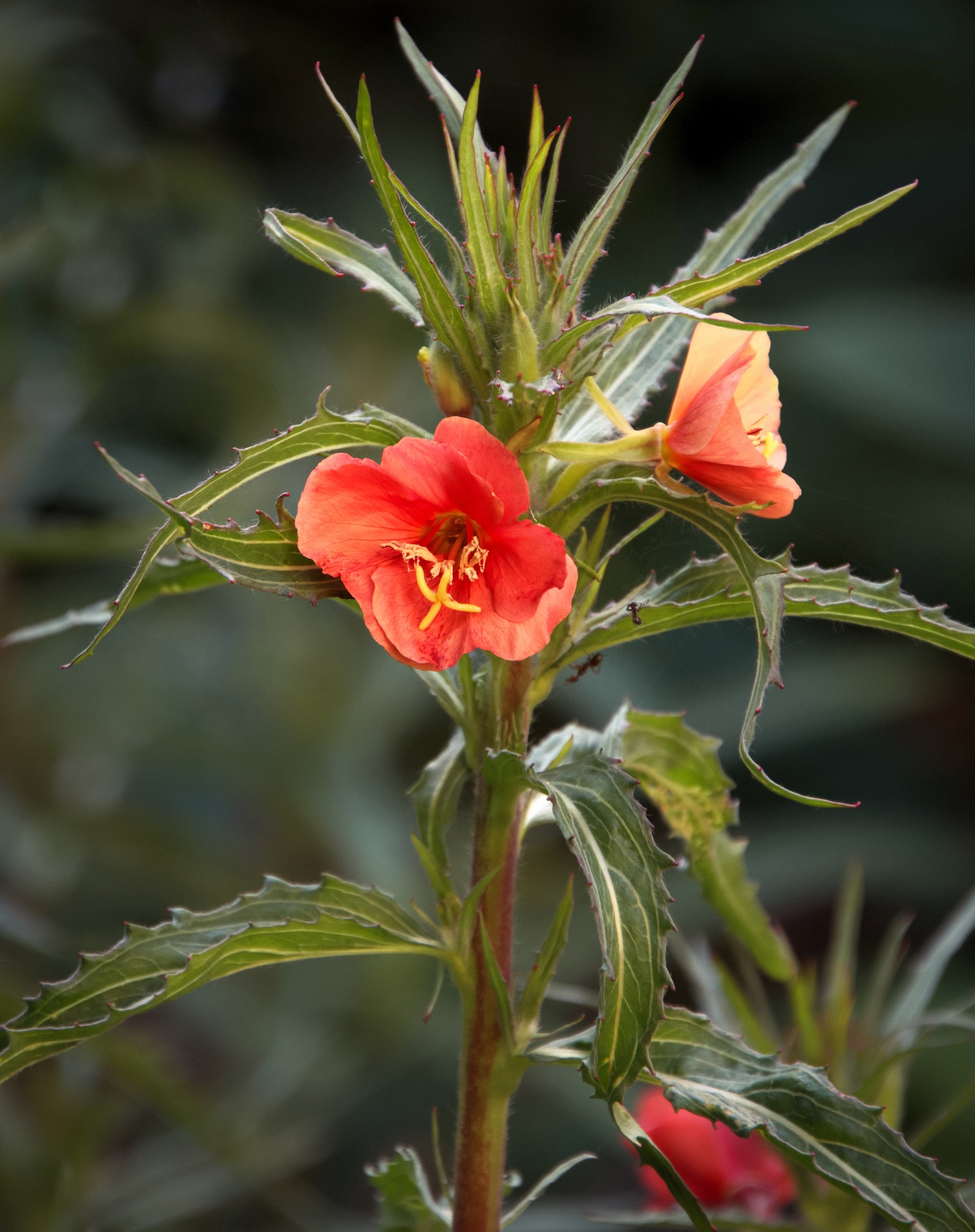 10 SUNSET BOULEVARD PRIMROSE Orange Evening Oenothera Versicolor Sundrops Flower Seeds