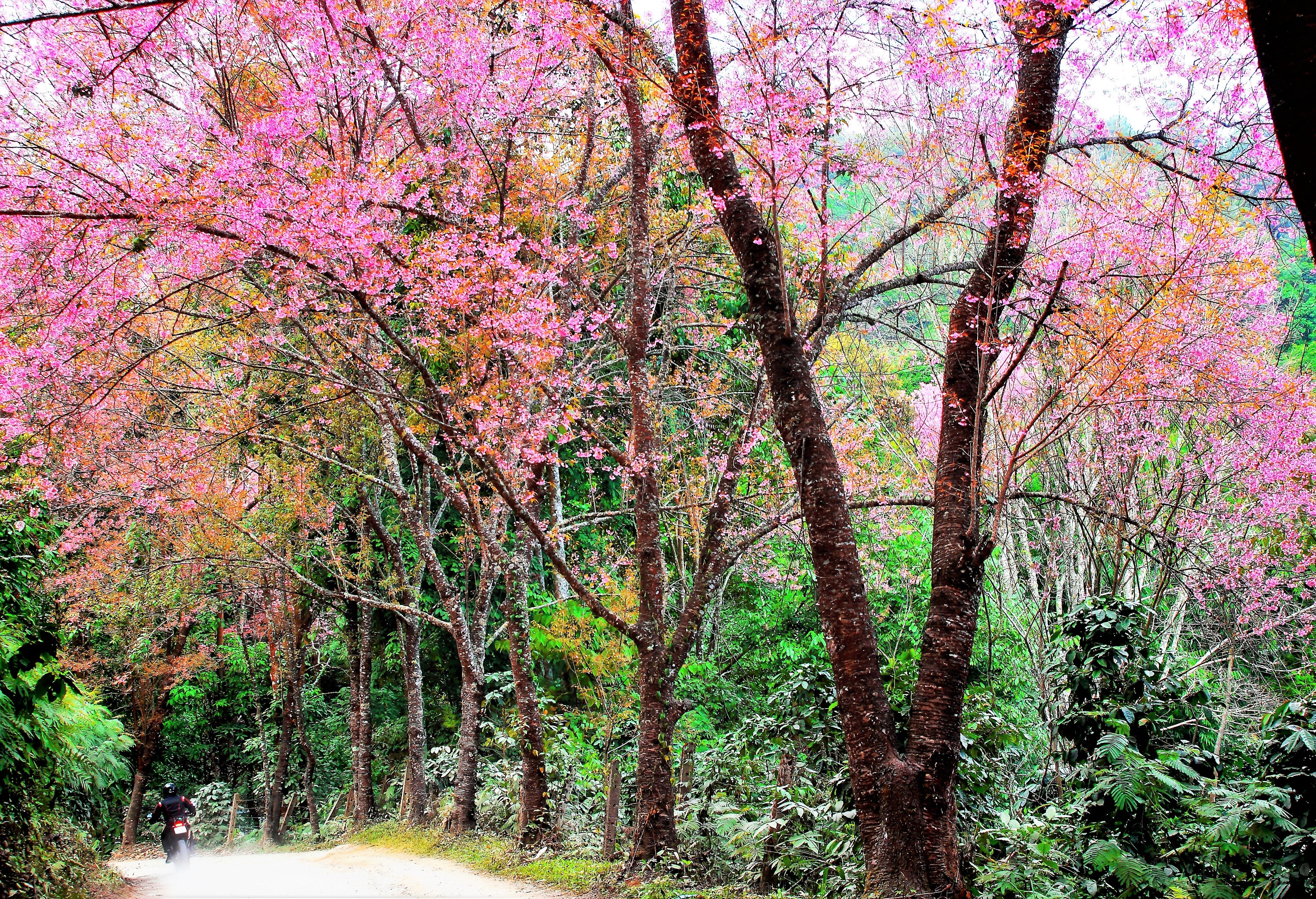 5 HIMALAYAN CHERRY Prunus Cerasoides Pink Flowers Red Fruit Tree Seeds