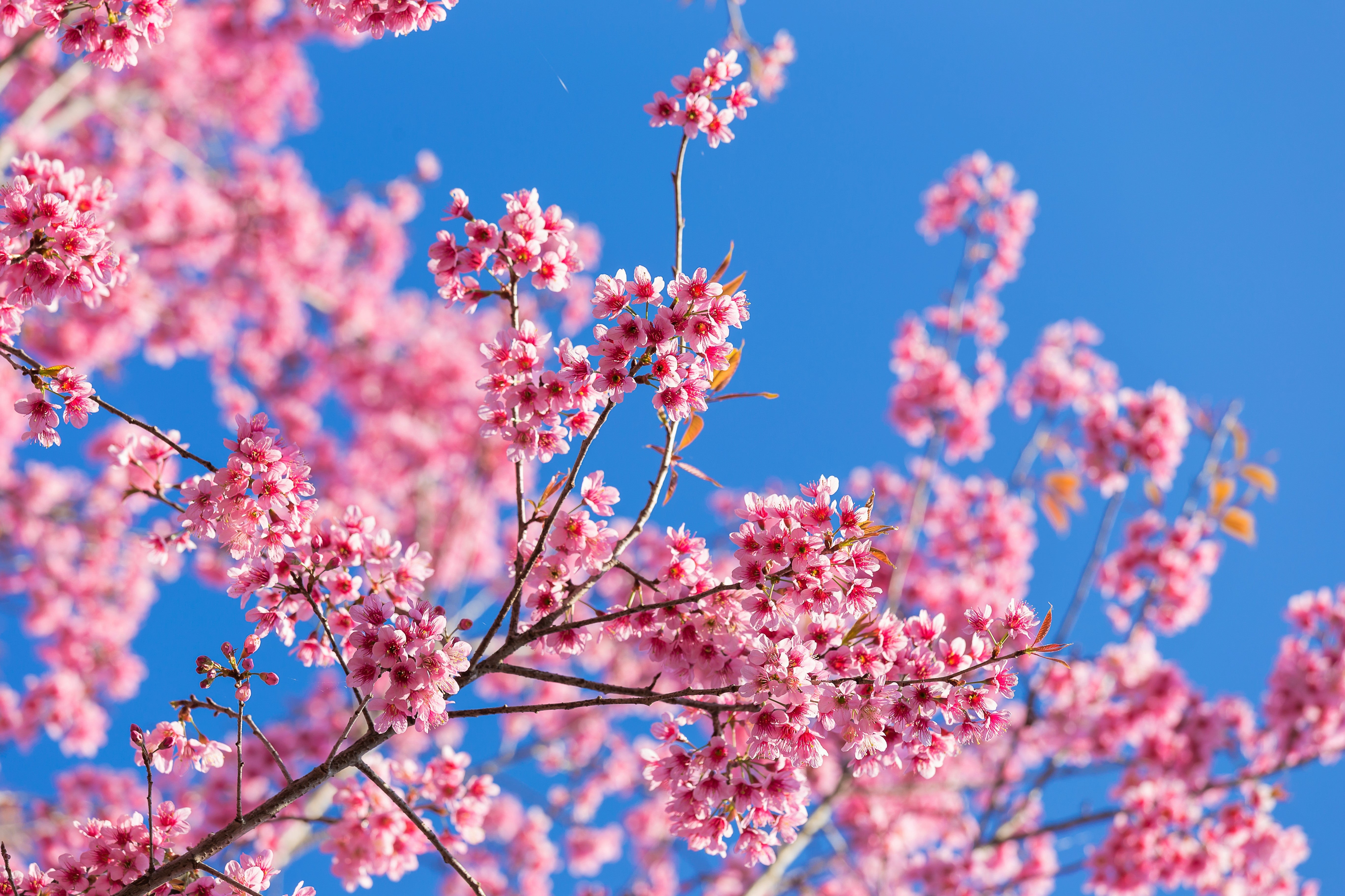 5 HIMALAYAN CHERRY Prunus Cerasoides Pink Flowers Red Fruit Tree Seeds